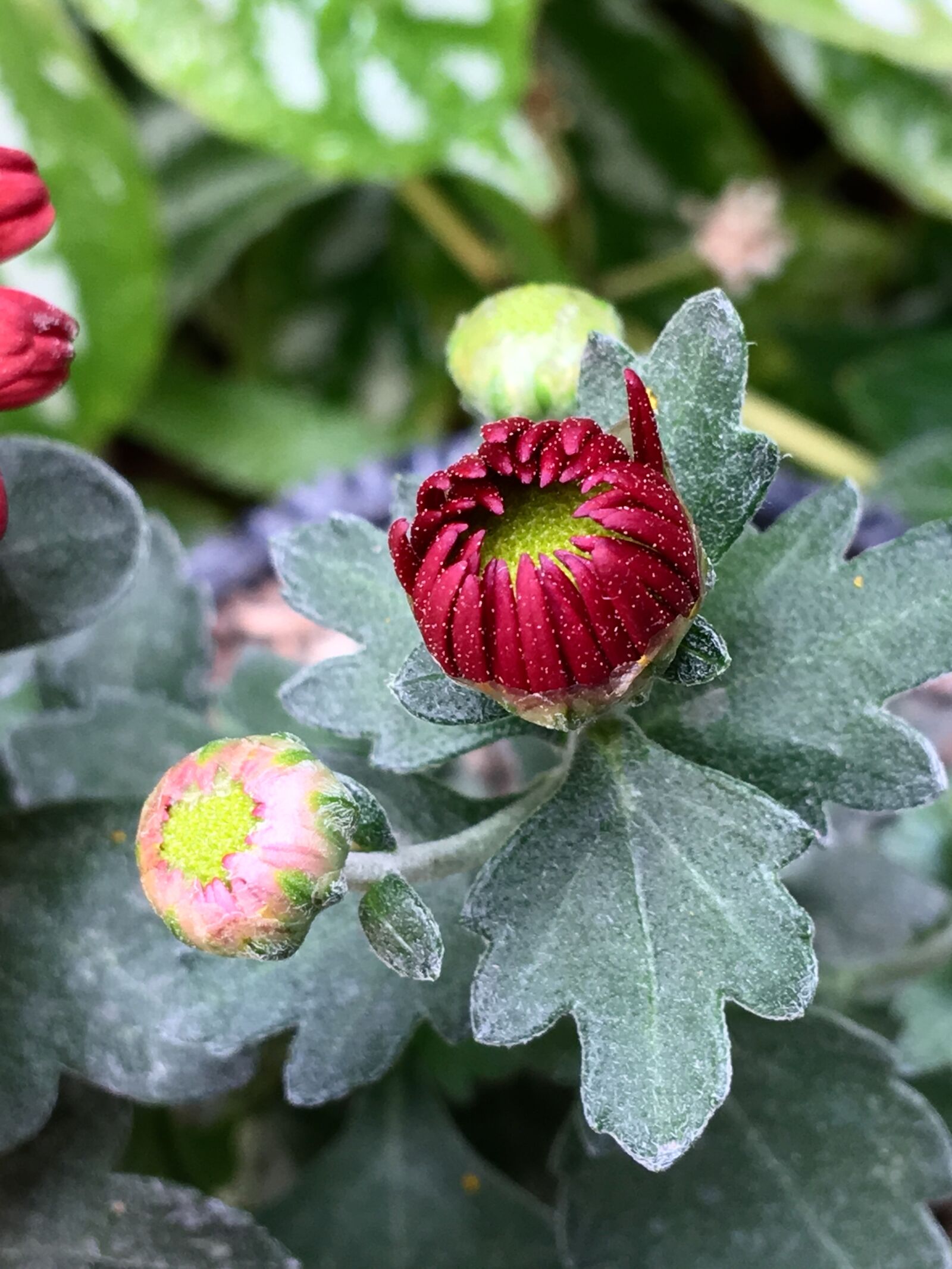 iPhone 6s Plus back camera 4.15mm f/2.2 sample photo. Pimpollo, red flower, flower photography