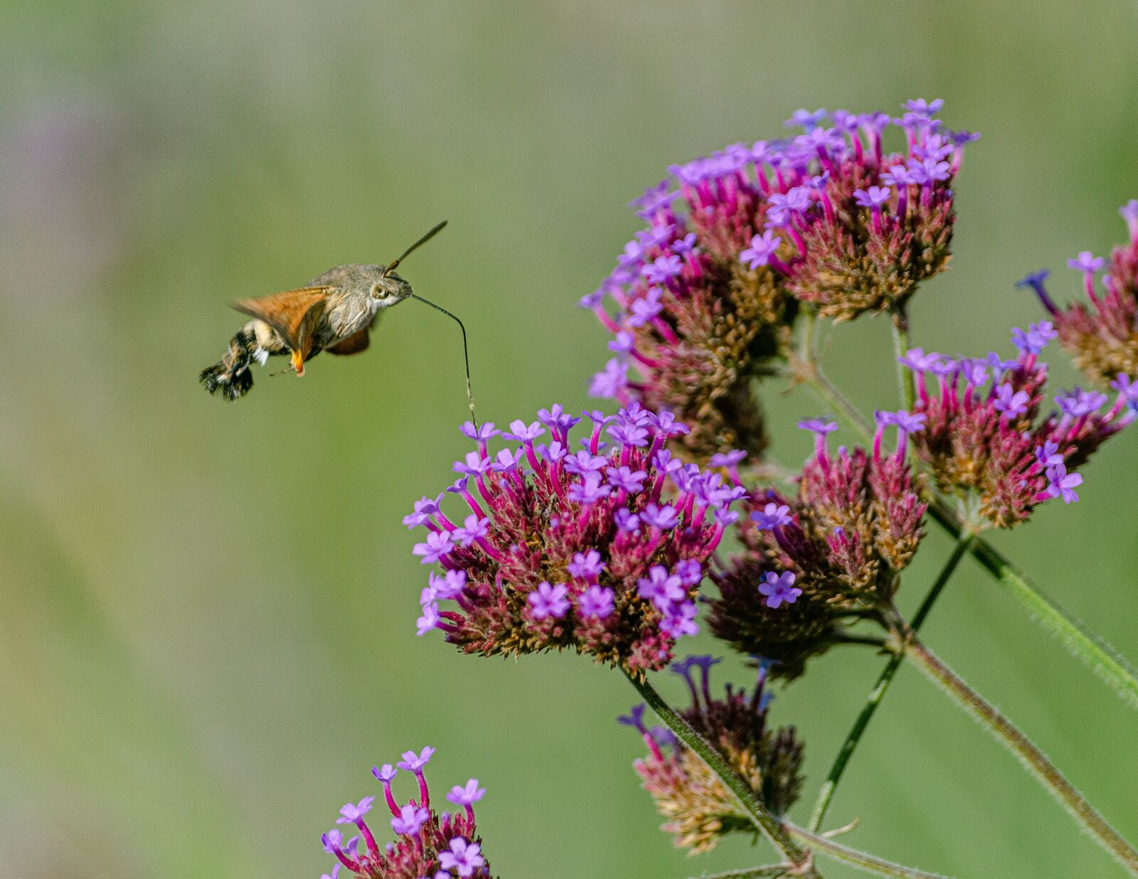 Nikon D7000 sample photo. Butterfly, forage, tigist photography