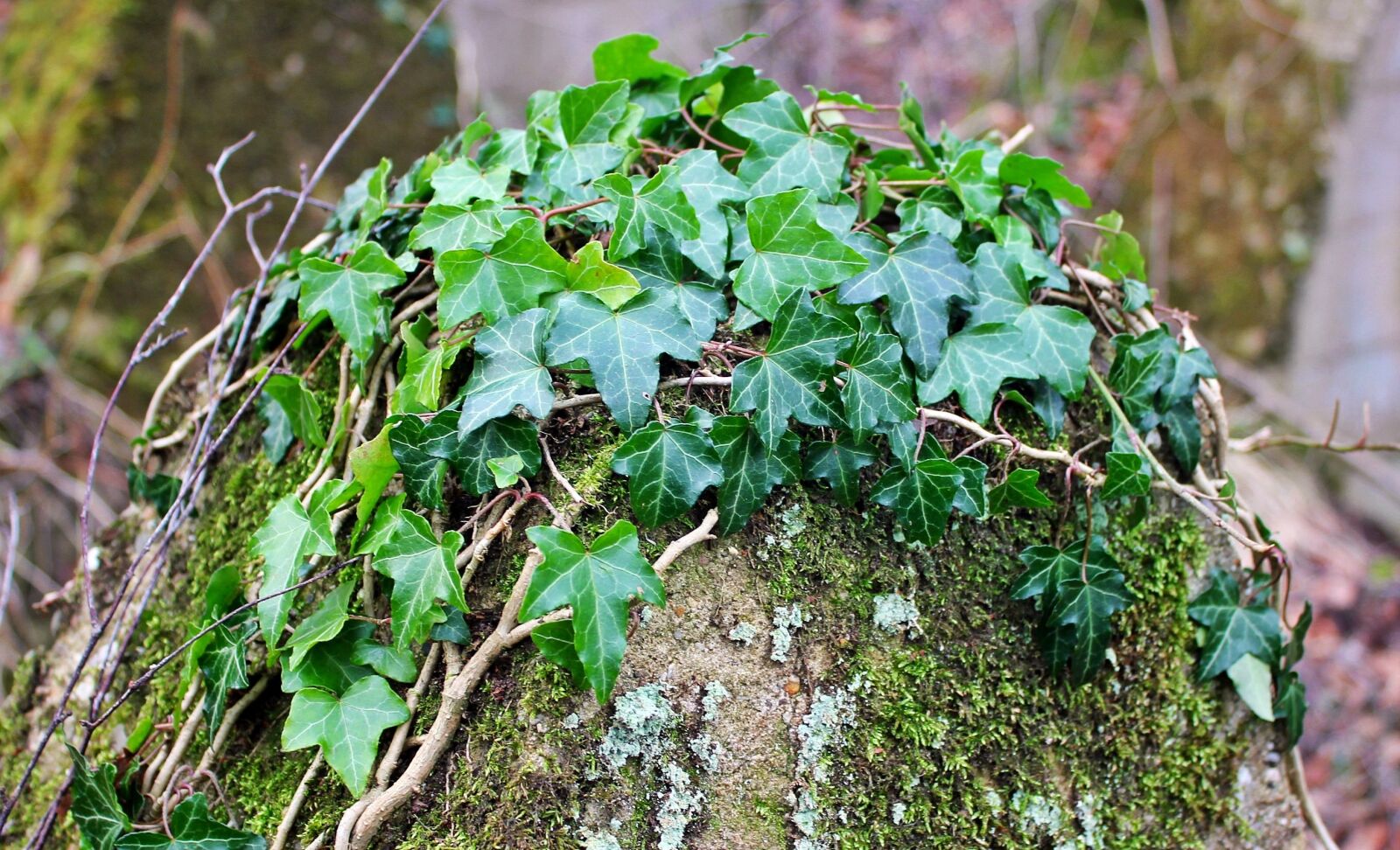 Canon EOS 550D (EOS Rebel T2i / EOS Kiss X4) sample photo. Siegfried line aachen, ivy photography
