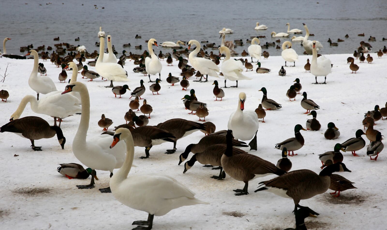 Canon EF 24-70mm F2.8L II USM sample photo. Winter, animals, birds photography