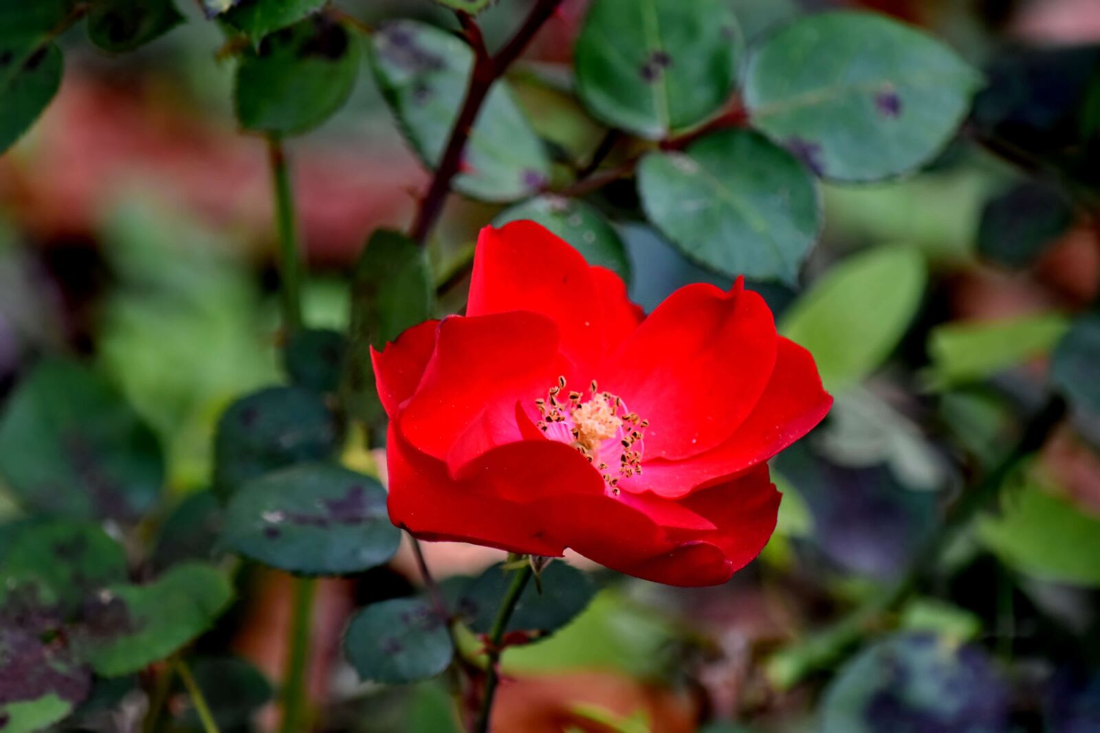 Nikon D5500 sample photo. Garden, pistil, wild, shrub photography