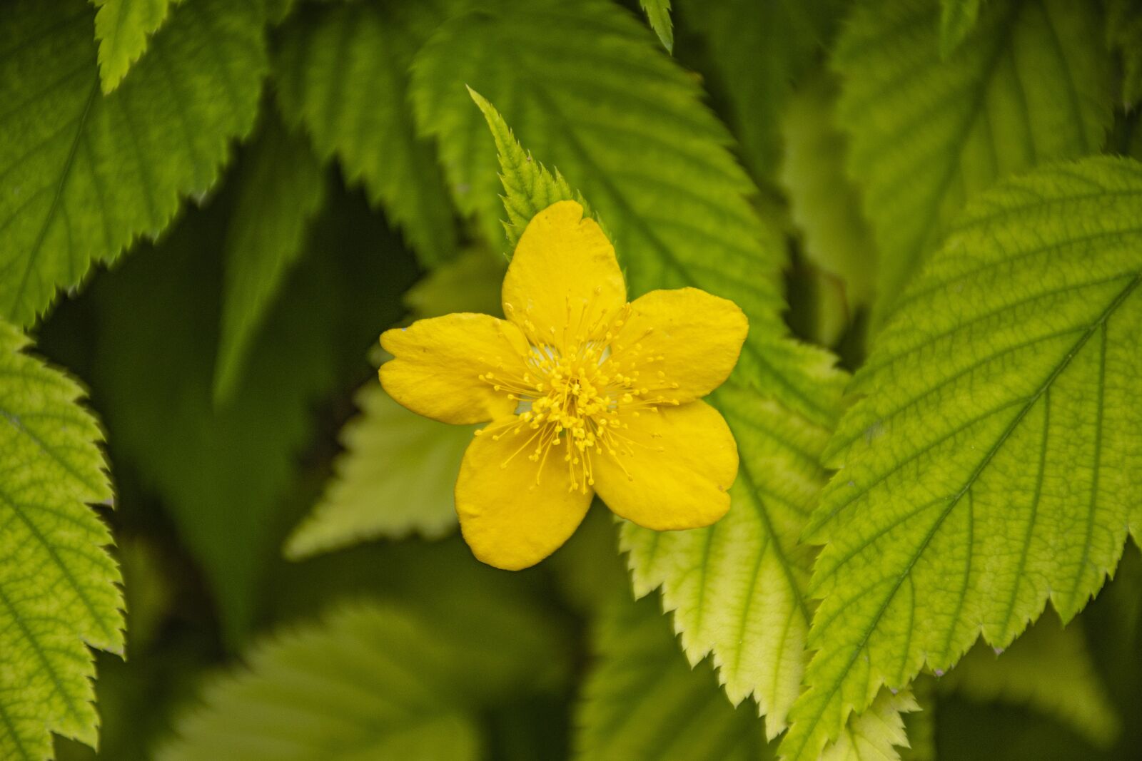 Nikon D7500 sample photo. Flower, plant, leaf photography