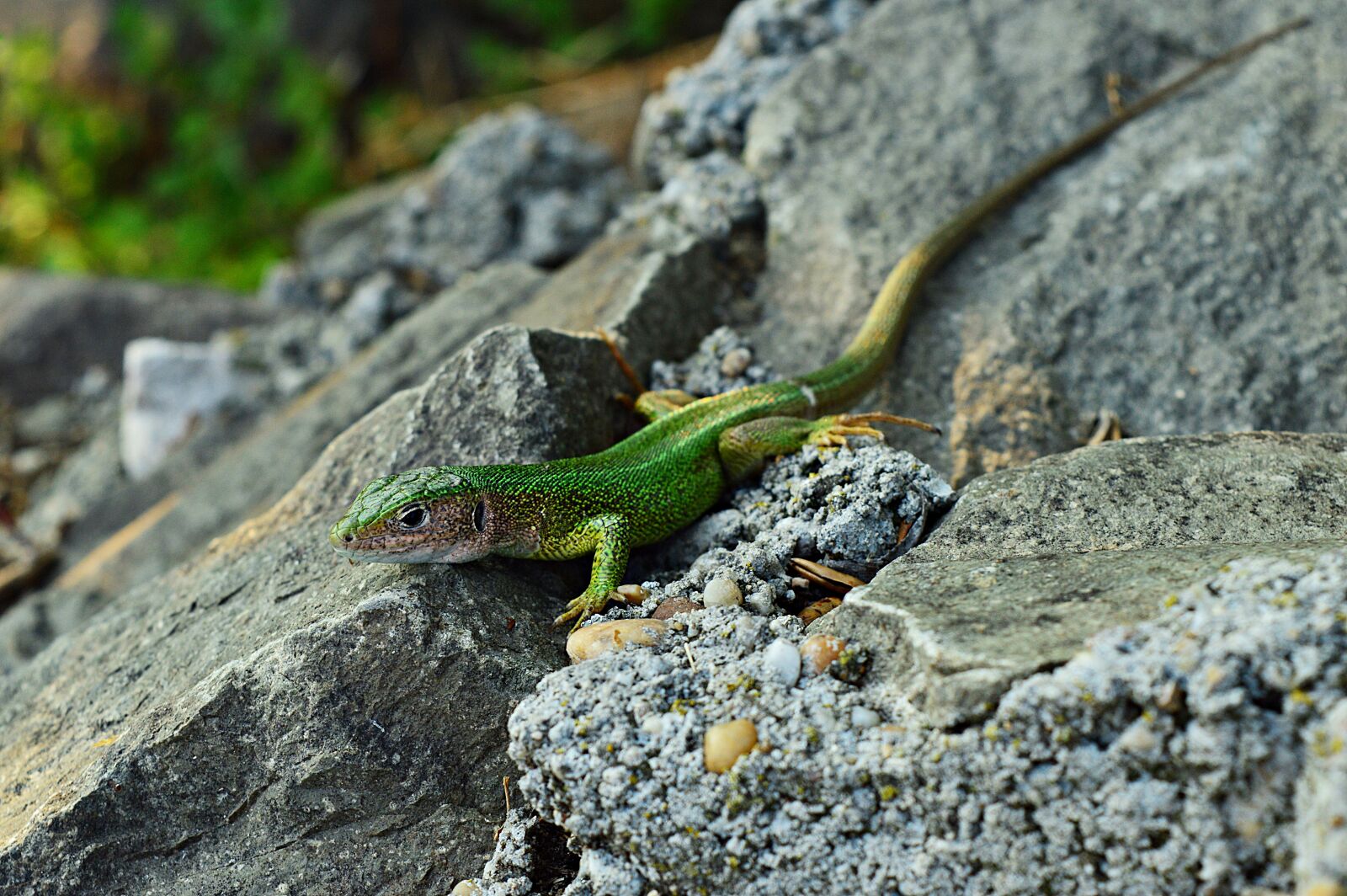 Nikon D3200 sample photo. Lizard, green lizard, reptile photography