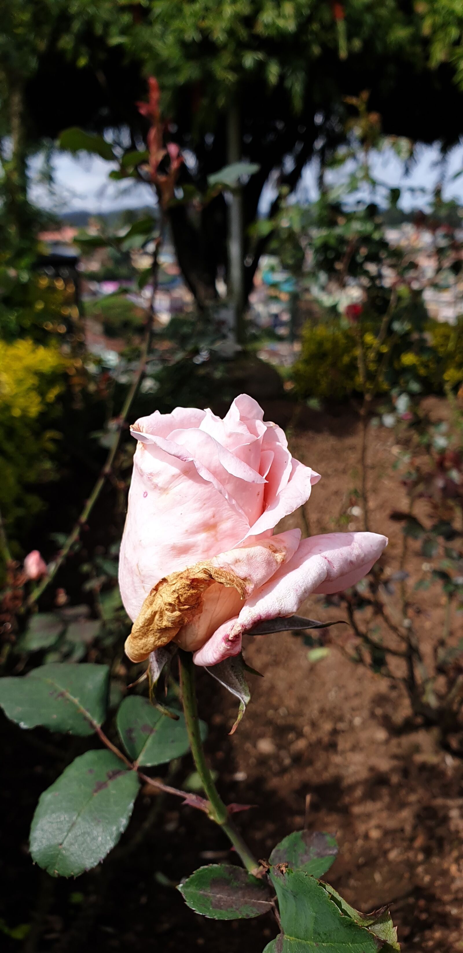 Samsung Galaxy Note9 sample photo. Rose flower in the photography