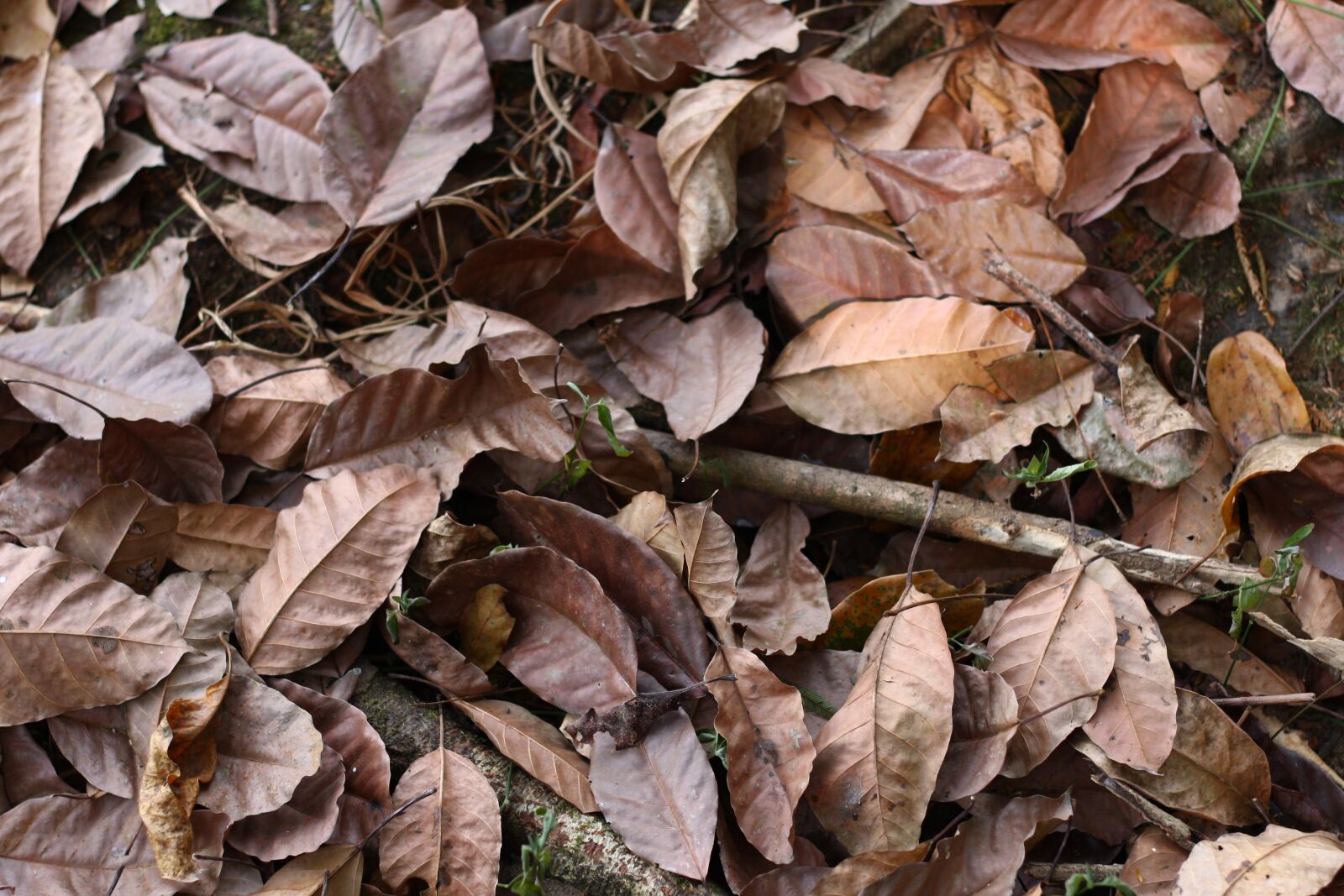 Canon EOS 40D sample photo. Green forest, leaves dry photography