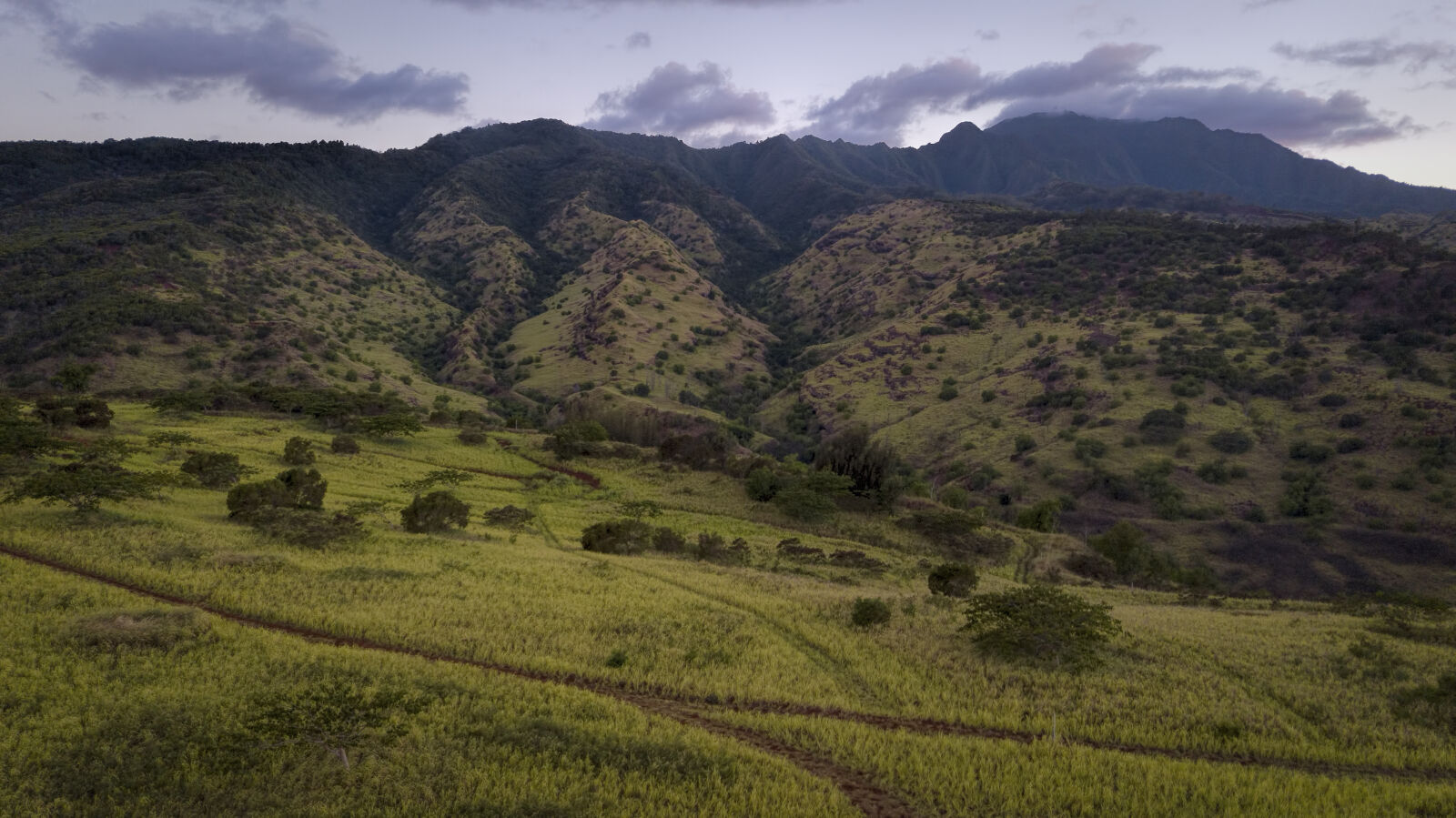 DJI FC220 sample photo. Dark, green, grass, field photography