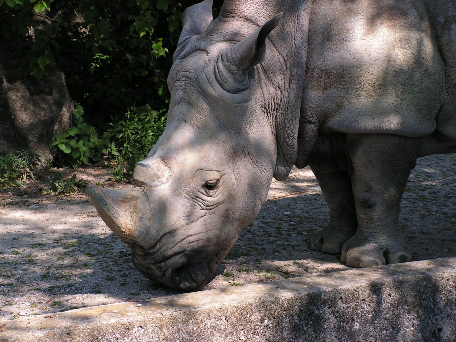 KONICA MINOLTA DiMAGE Z10 sample photo. Rhino, zoo, safari photography
