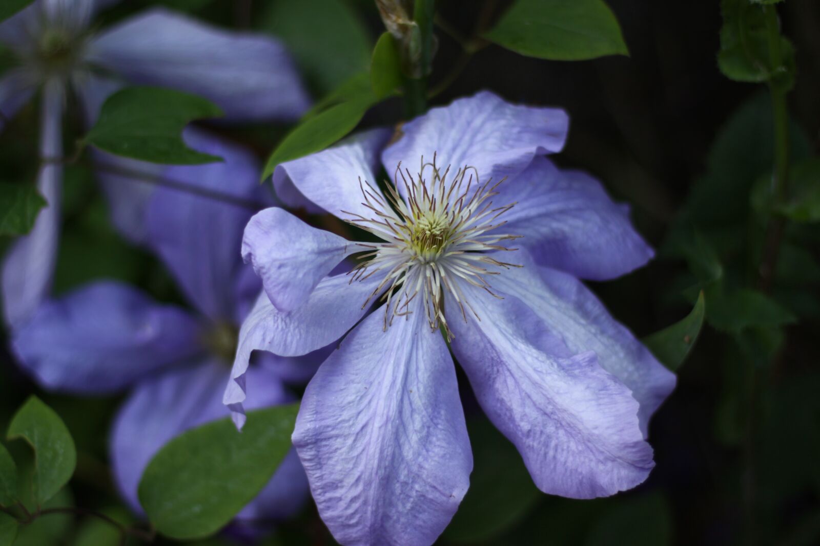 Canon EOS 50D sample photo. Clematis, blue, plants photography