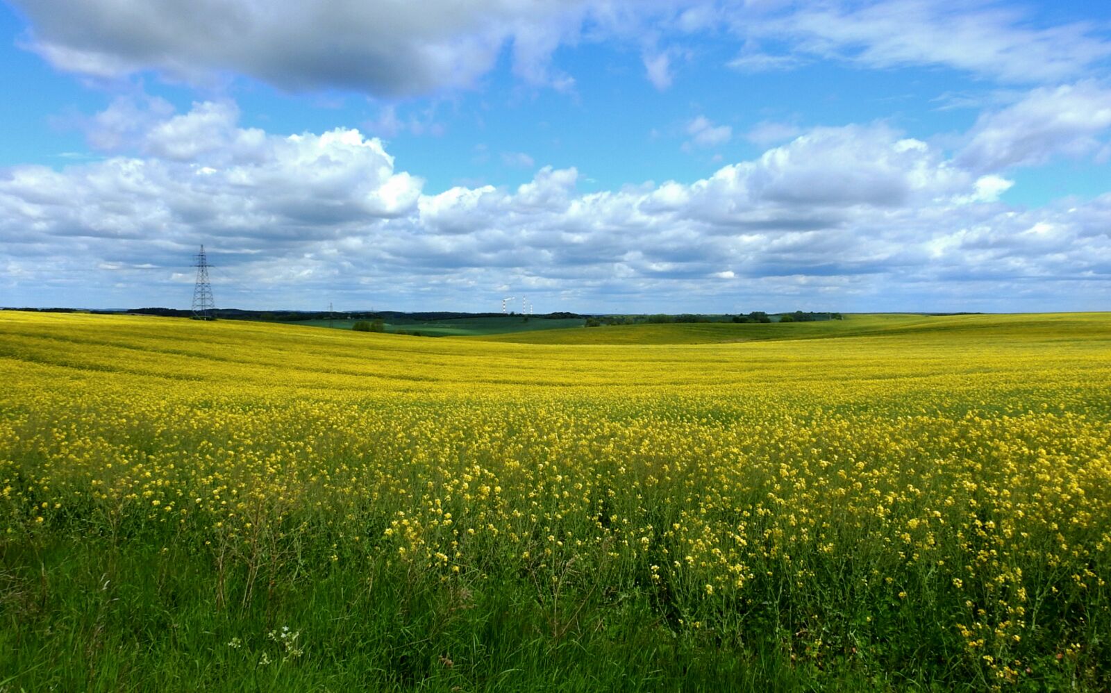 Nikon Coolpix P900 sample photo. Field, rapeseed, landscape photography