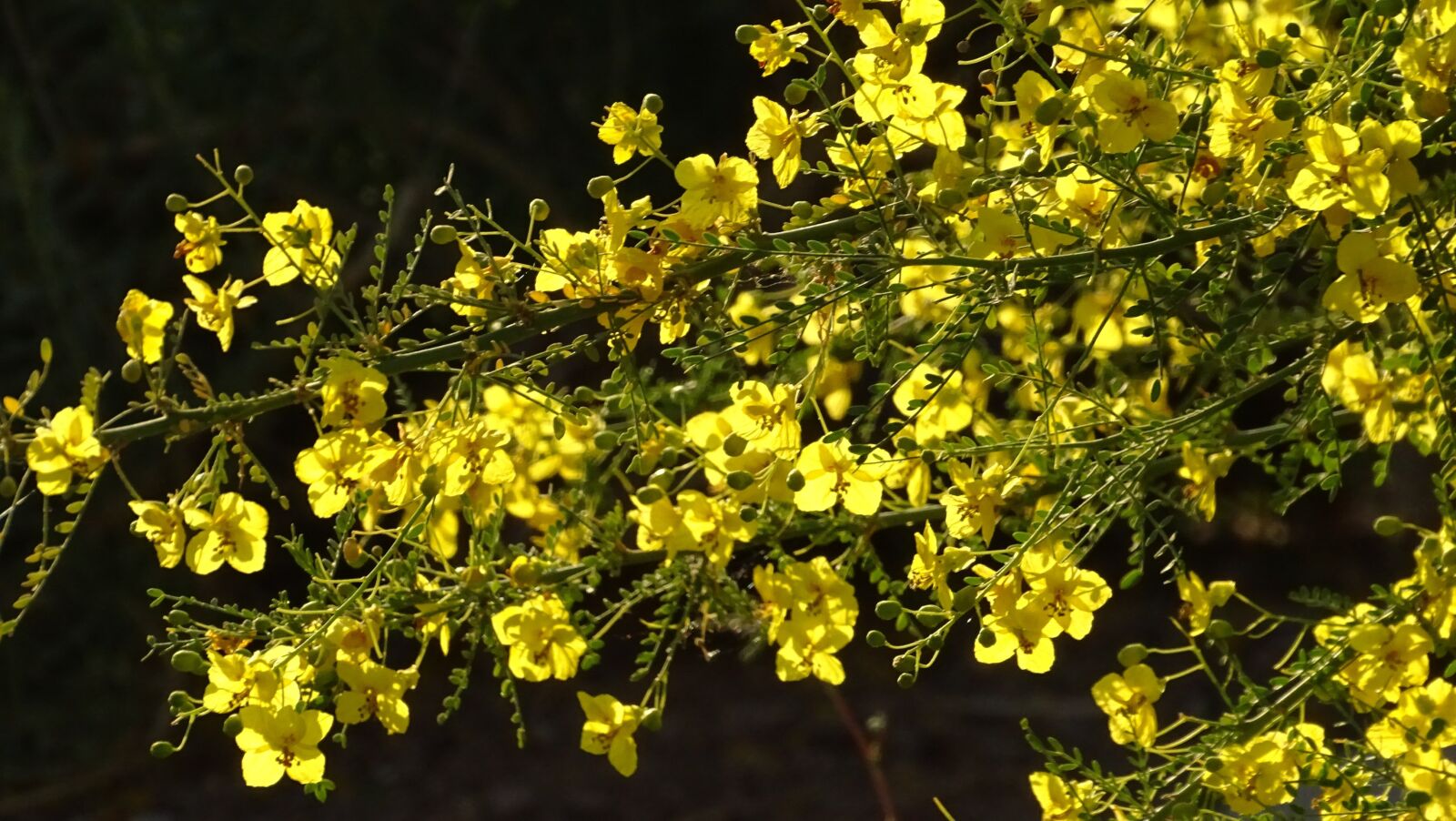 Sony Cyber-shot DSC-HX400V sample photo. Yellow, flowers, tree photography