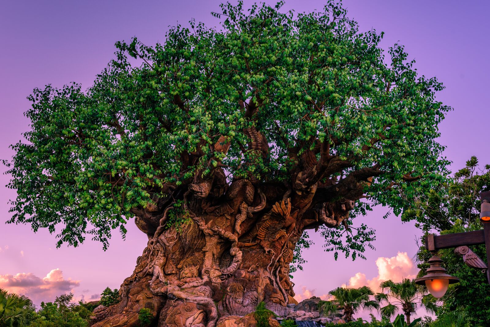 Nikon D750 sample photo. Animal kingdom, big tree photography