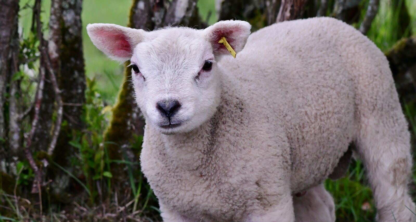 Nikon D500 sample photo. Lamb, mammal, animal photography