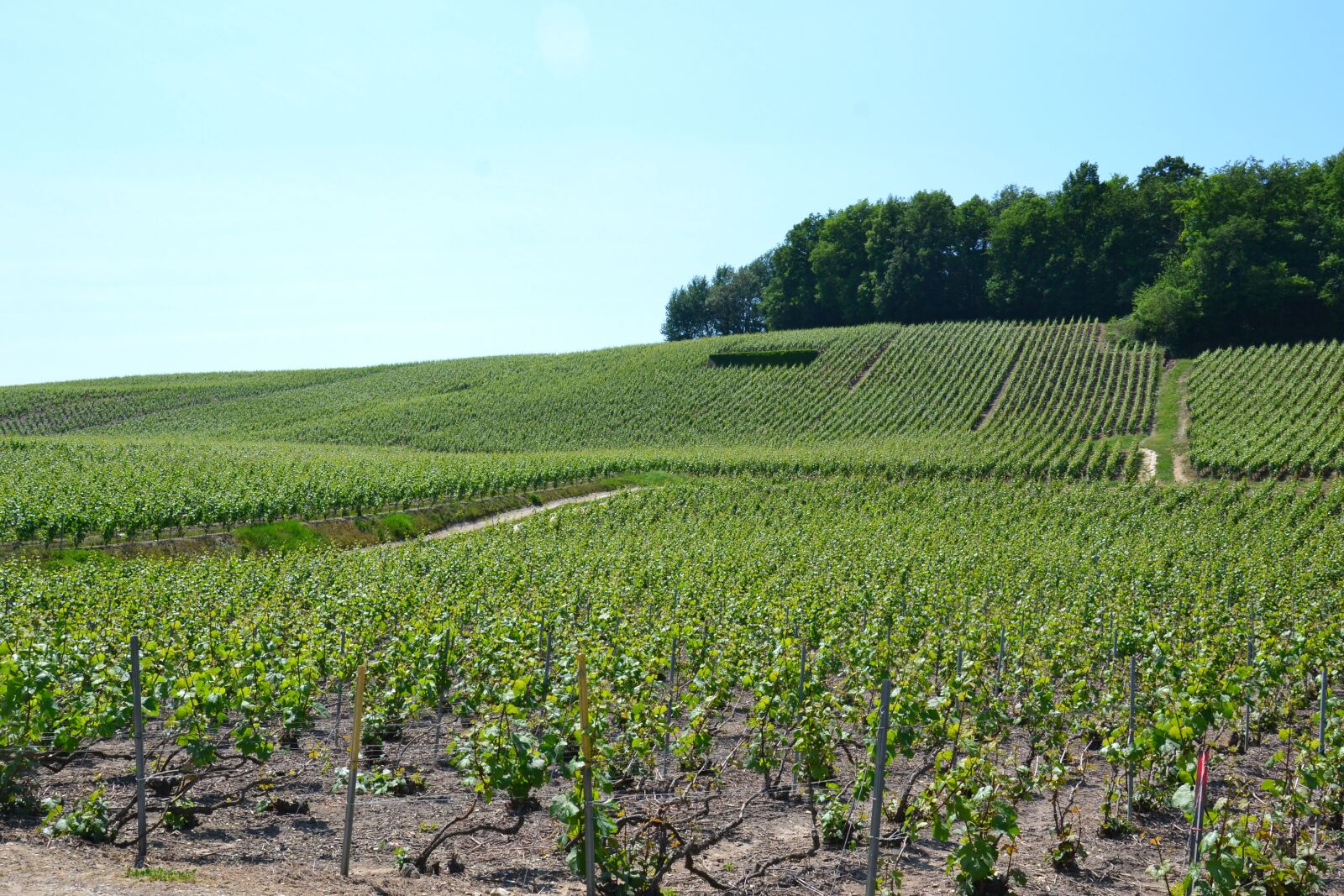Nikon D3100 sample photo. Champagne, vine, wine photography