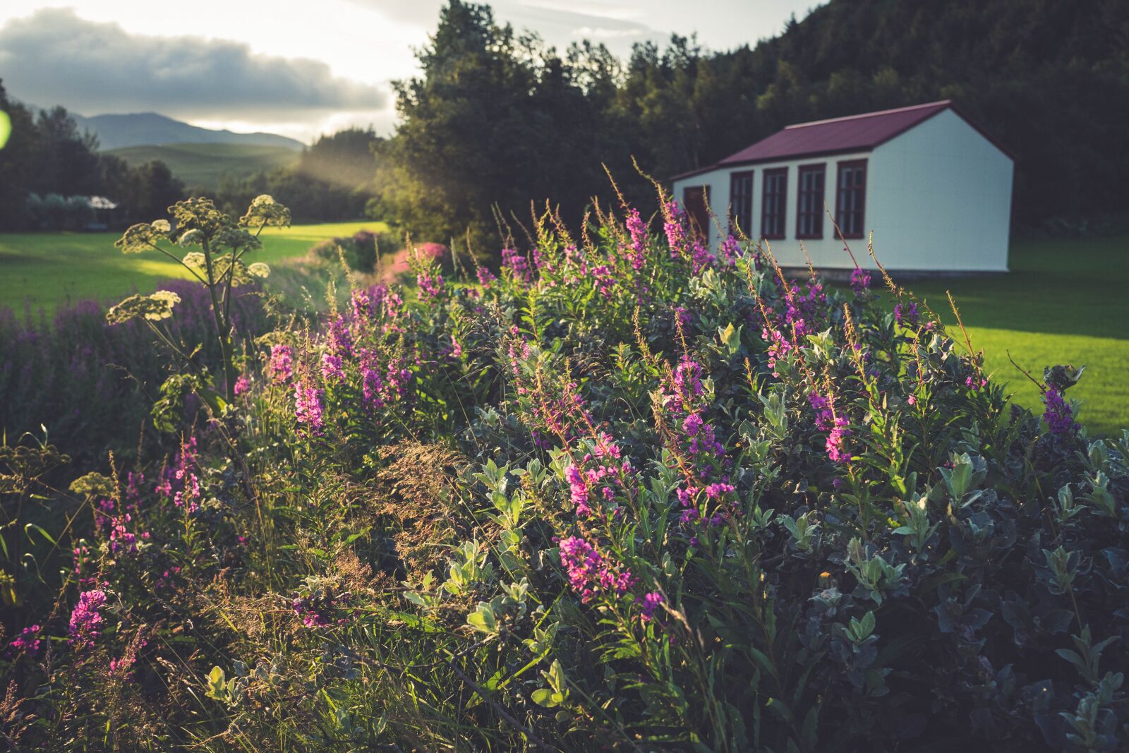 Sony a7 II + Sony FE 24-105mm F4 G OSS sample photo. Landscape, flowers, nature photography