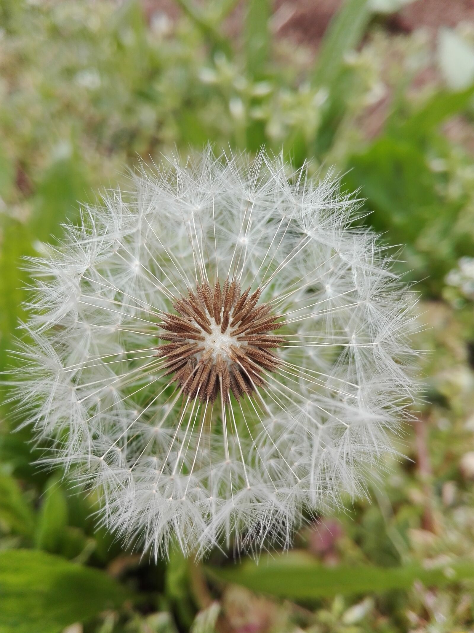 HUAWEI P8 Lite sample photo. Flower, feather, photomicrography photography