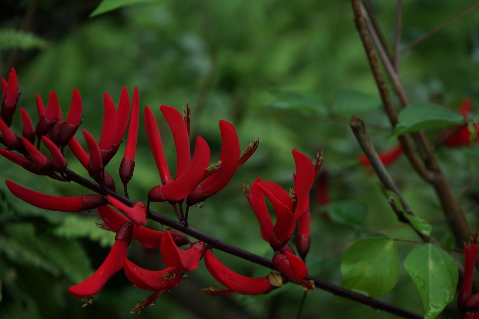 Sony a7 II + Sony FE 28-70mm F3.5-5.6 OSS sample photo. Spring, red flower, dragon photography