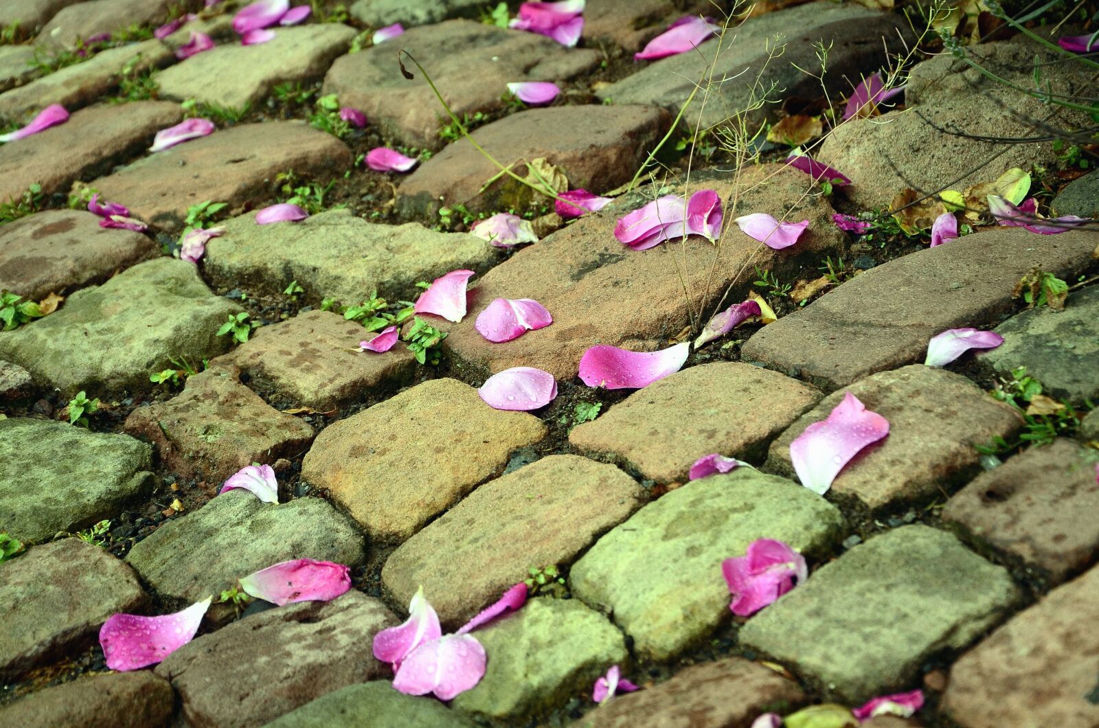 Nikon D5100 sample photo. Stone, road, petal photography