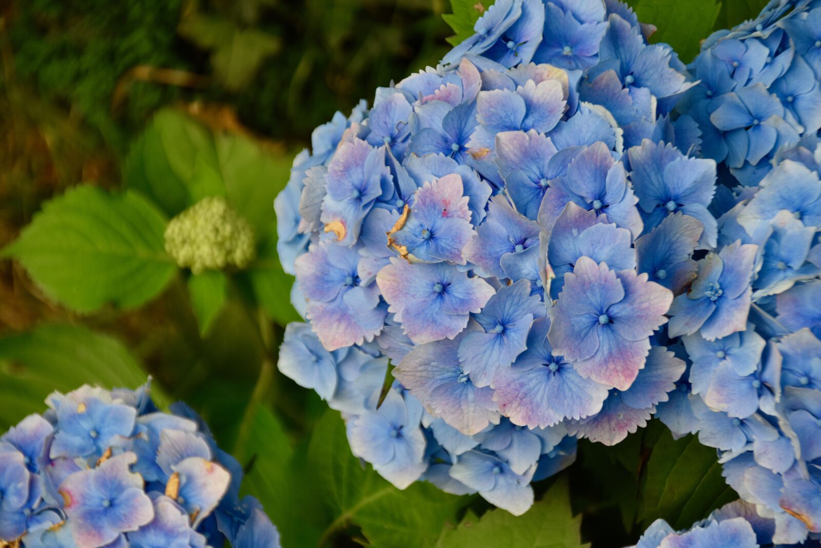Nikon D5600 sample photo. Flower, flower of hydrangea photography