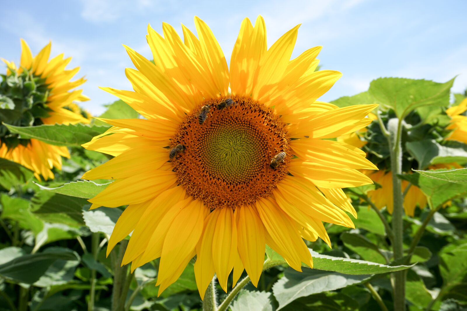 Sony a6000 sample photo. Sunflower, yellow, flower photography