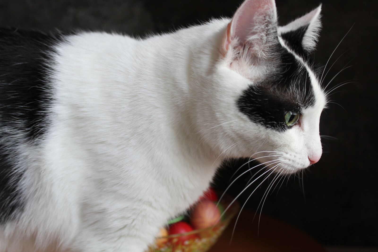 Canon EOS 1300D (EOS Rebel T6 / EOS Kiss X80) sample photo. Cat, side face, white photography
