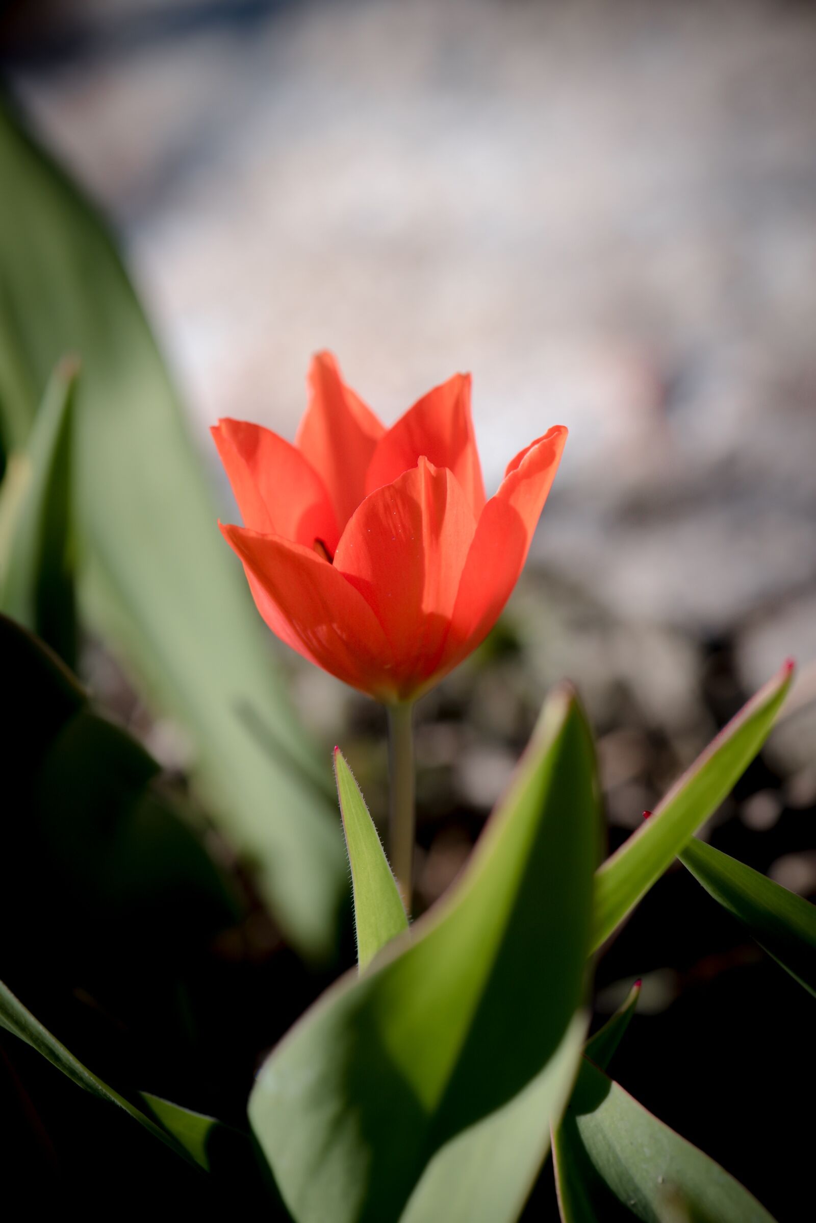 Nikon D750 sample photo. Tulip, red, small photography