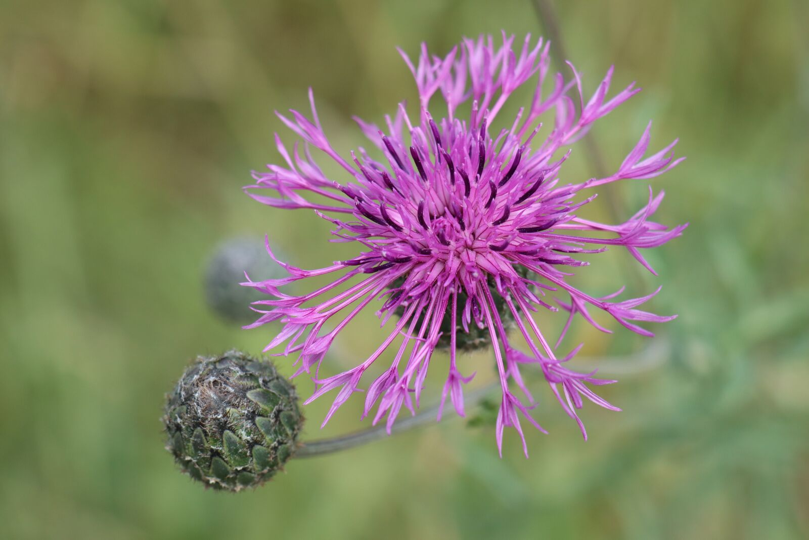 Canon EOS M6 sample photo. Summer, meadow, flowers photography