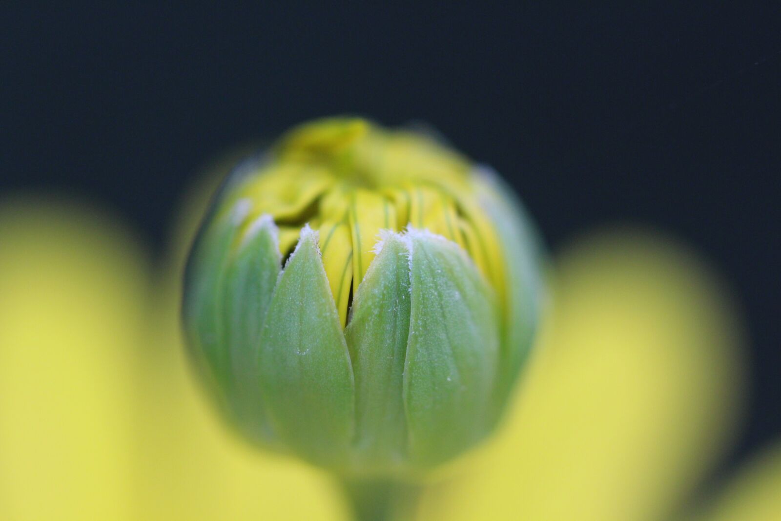 Canon EOS 700D (EOS Rebel T5i / EOS Kiss X7i) sample photo. Flowers, flower, spring photography