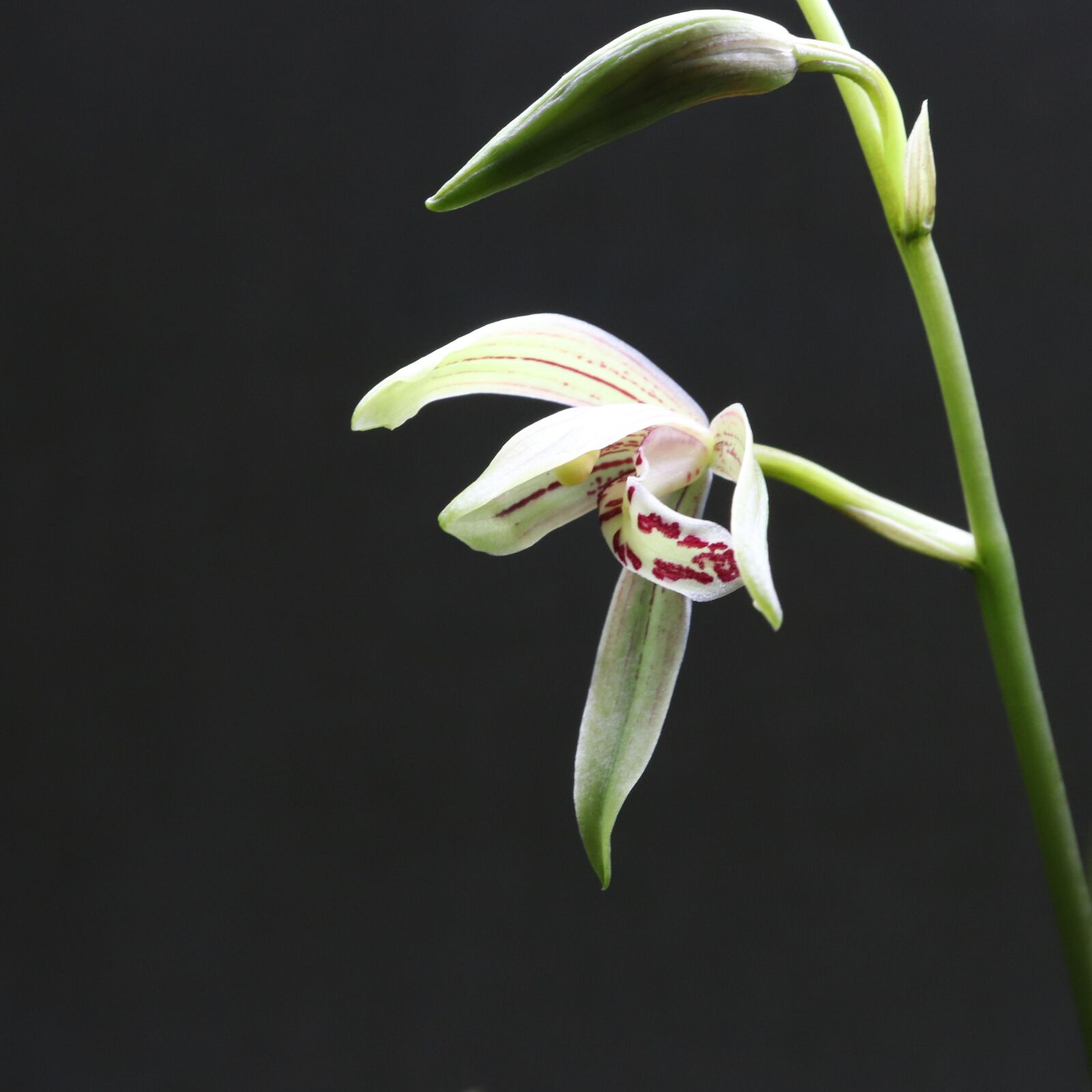 Canon EOS 800D (EOS Rebel T7i / EOS Kiss X9i) sample photo. Orchid, flower, white photography