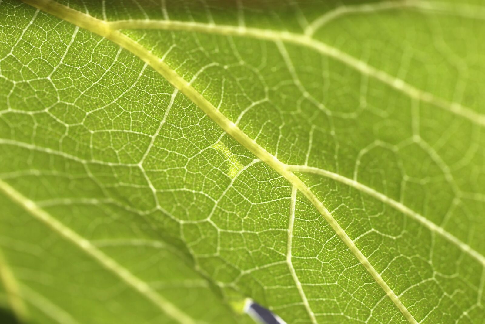 Canon EOS 6D + Canon EF 100mm F2.8 Macro USM sample photo. Common grape vine, vitis photography