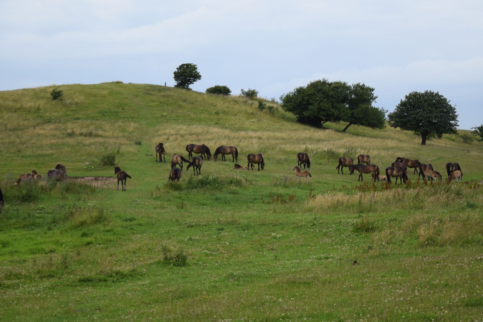 Nikon D5300 sample photo. Horses, grass, green photography