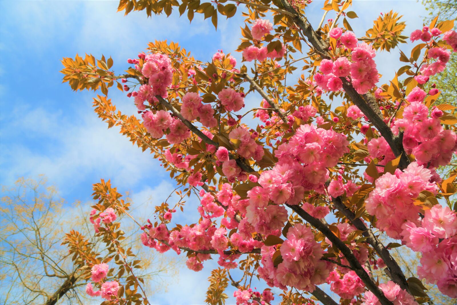 Canon EF 24-105mm F4L IS USM sample photo. Flower, tree, plant photography