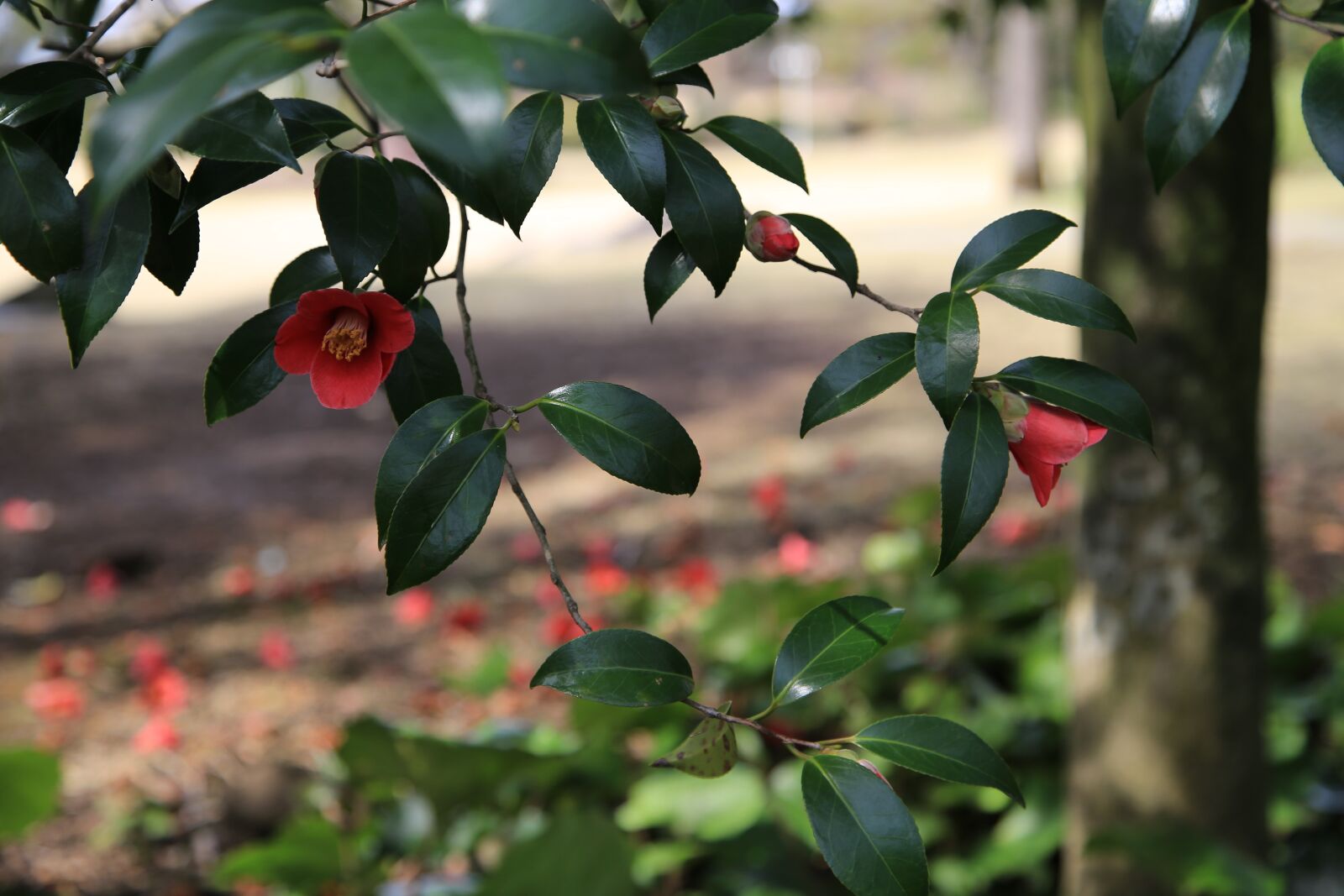 Canon EOS 6D + Canon EF 24-105mm F4L IS USM sample photo. Camellia, camellia flower, flowers photography