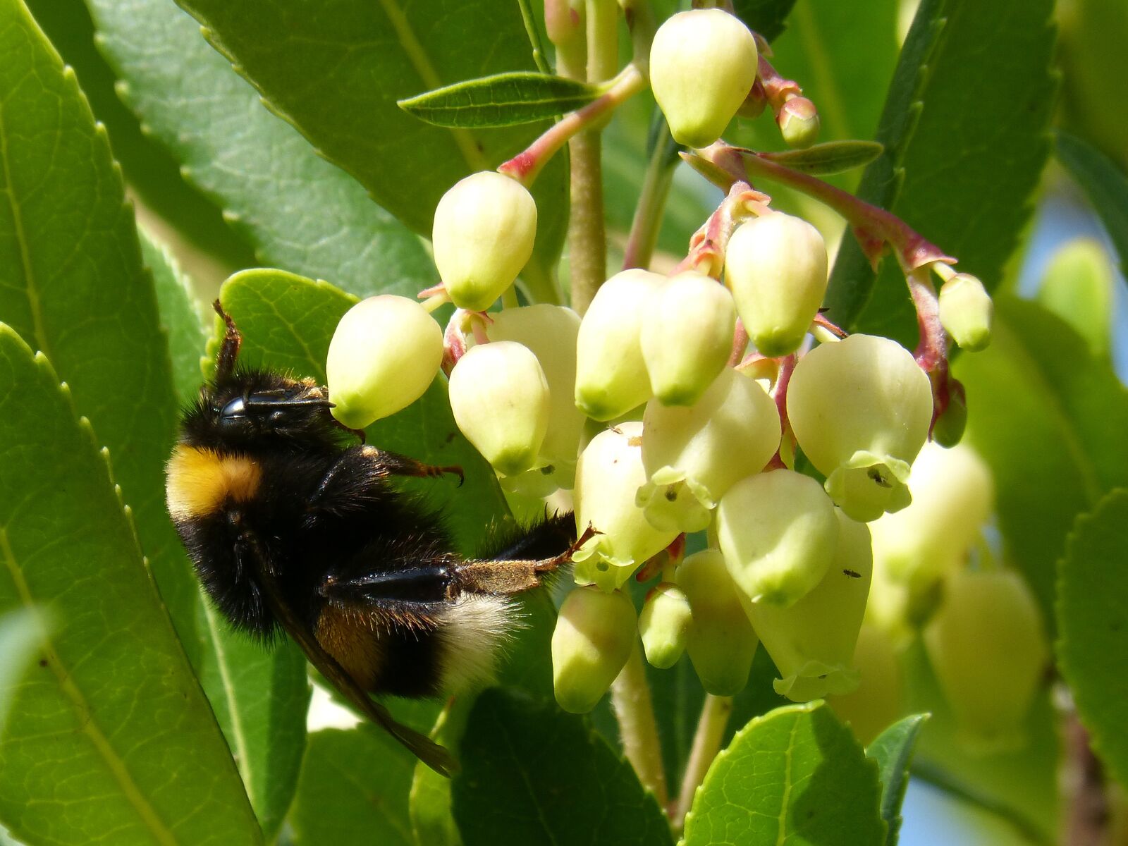 Panasonic DMC-FZ62 sample photo. Bumblebee, drone, strawberry tree photography