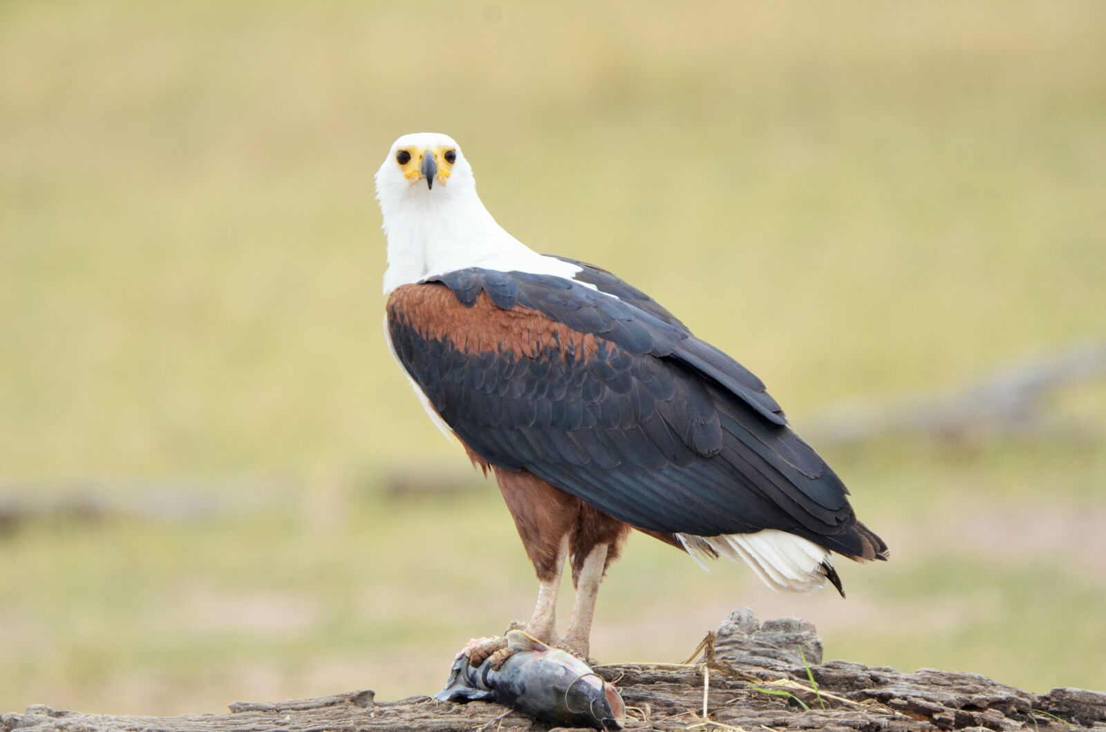 Nikon D7000 sample photo. Africa, bird, nature photography