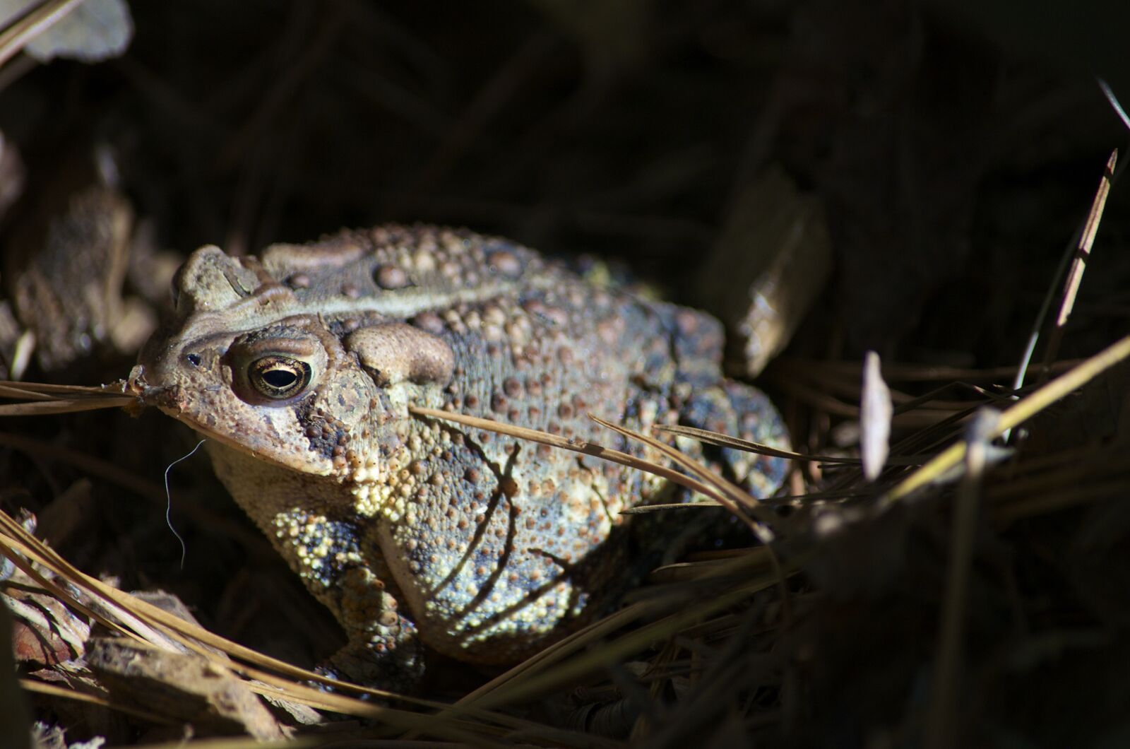 Nikon D5100 sample photo. Toad, frog, amphibian photography