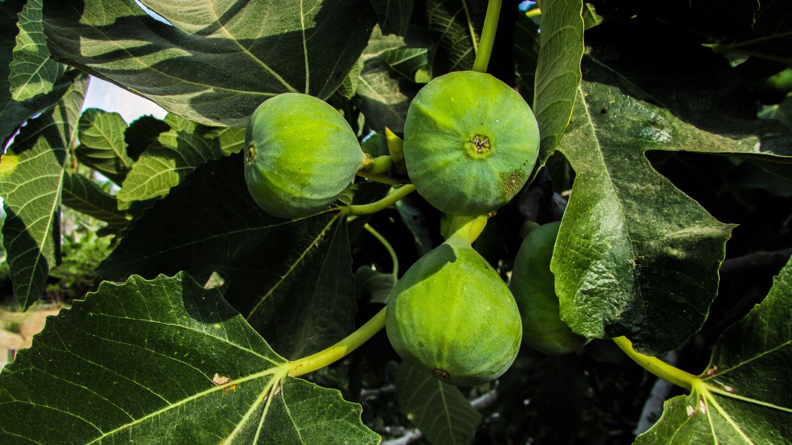 Canon PowerShot SX400 IS sample photo. Fig, fig tree, fruit photography