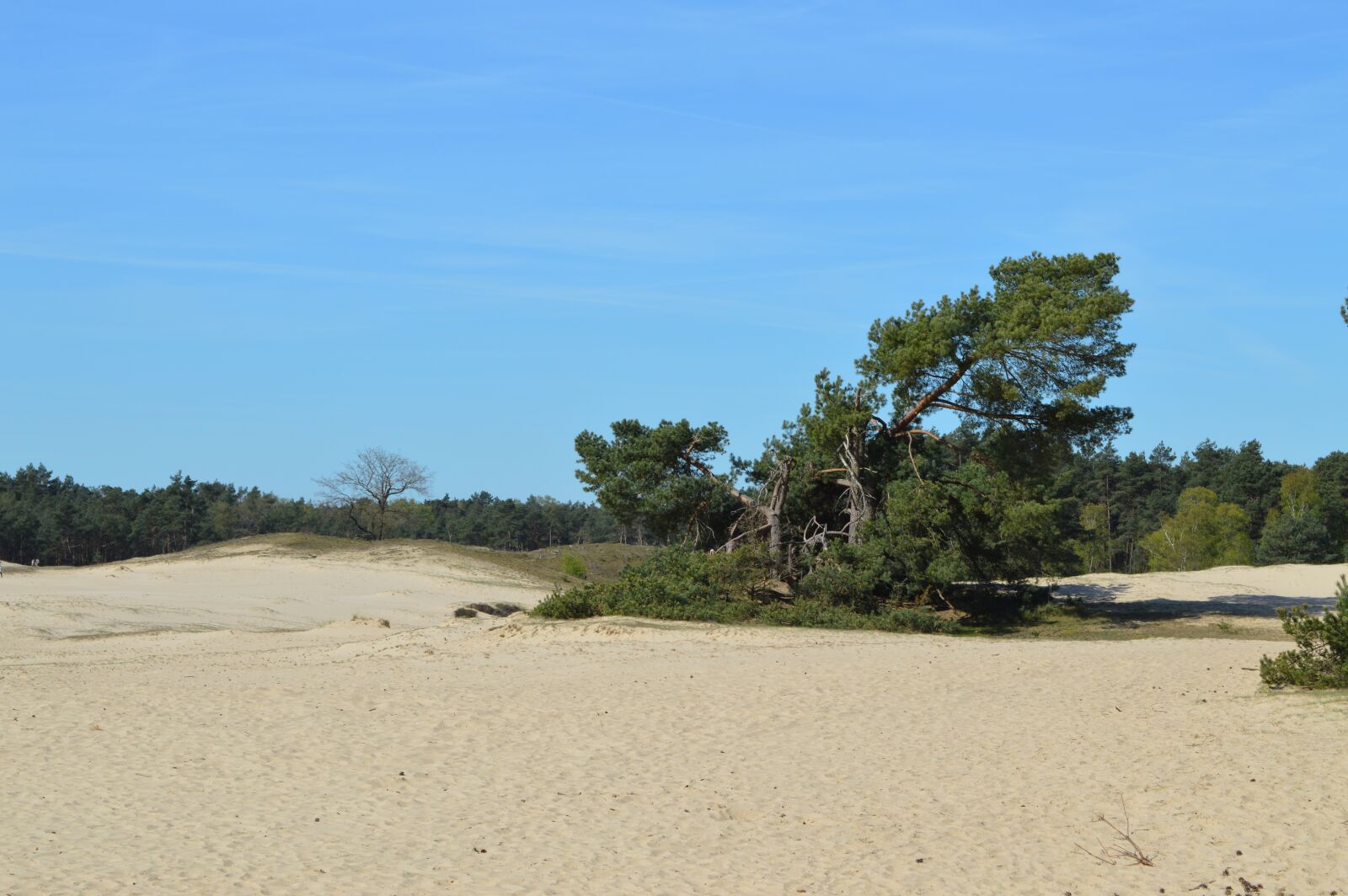 Nikon D3200 sample photo. Otterlo, veluwe, sand dunes photography