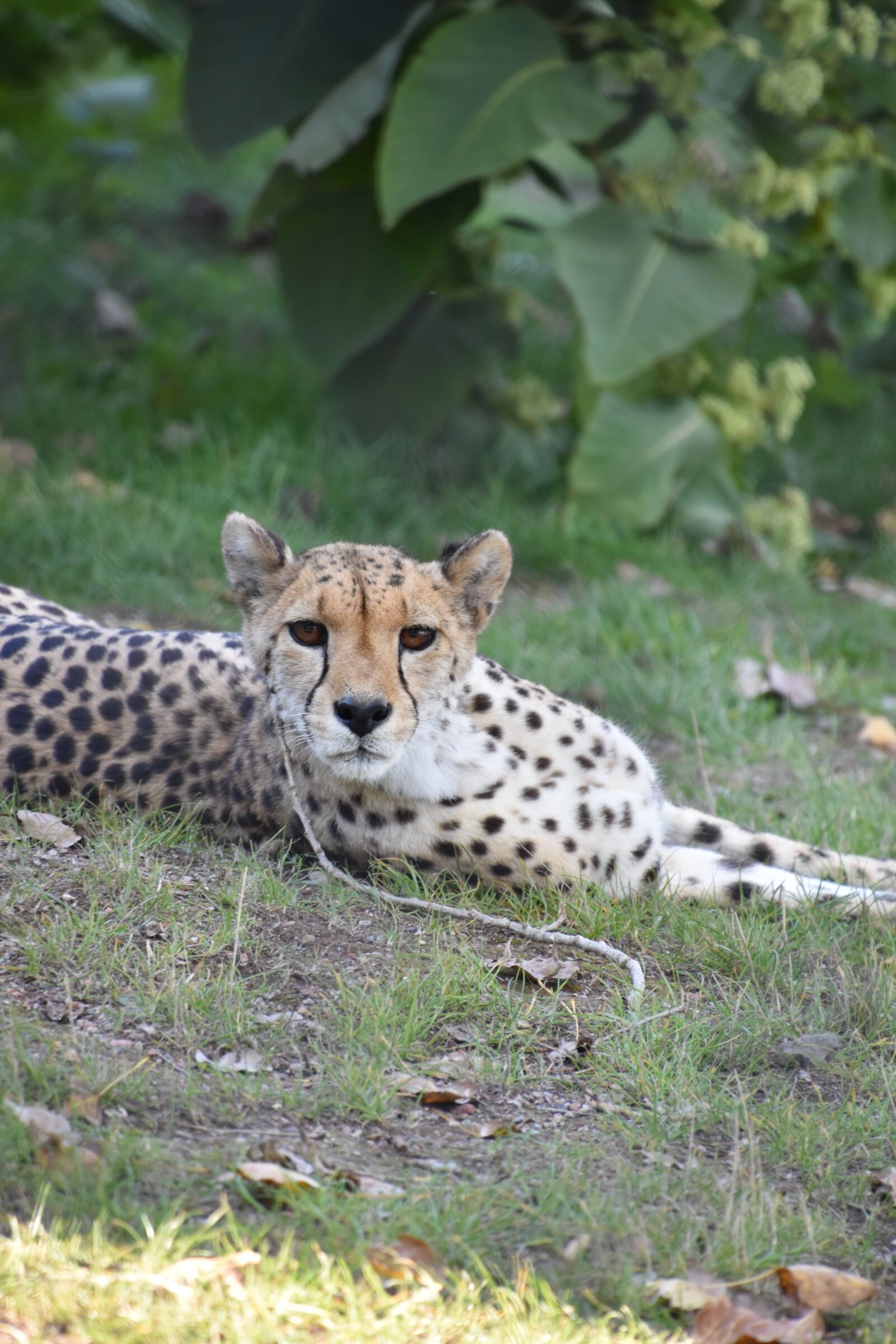 Nikon D5600 sample photo. Cheetah, nature, tawny photography