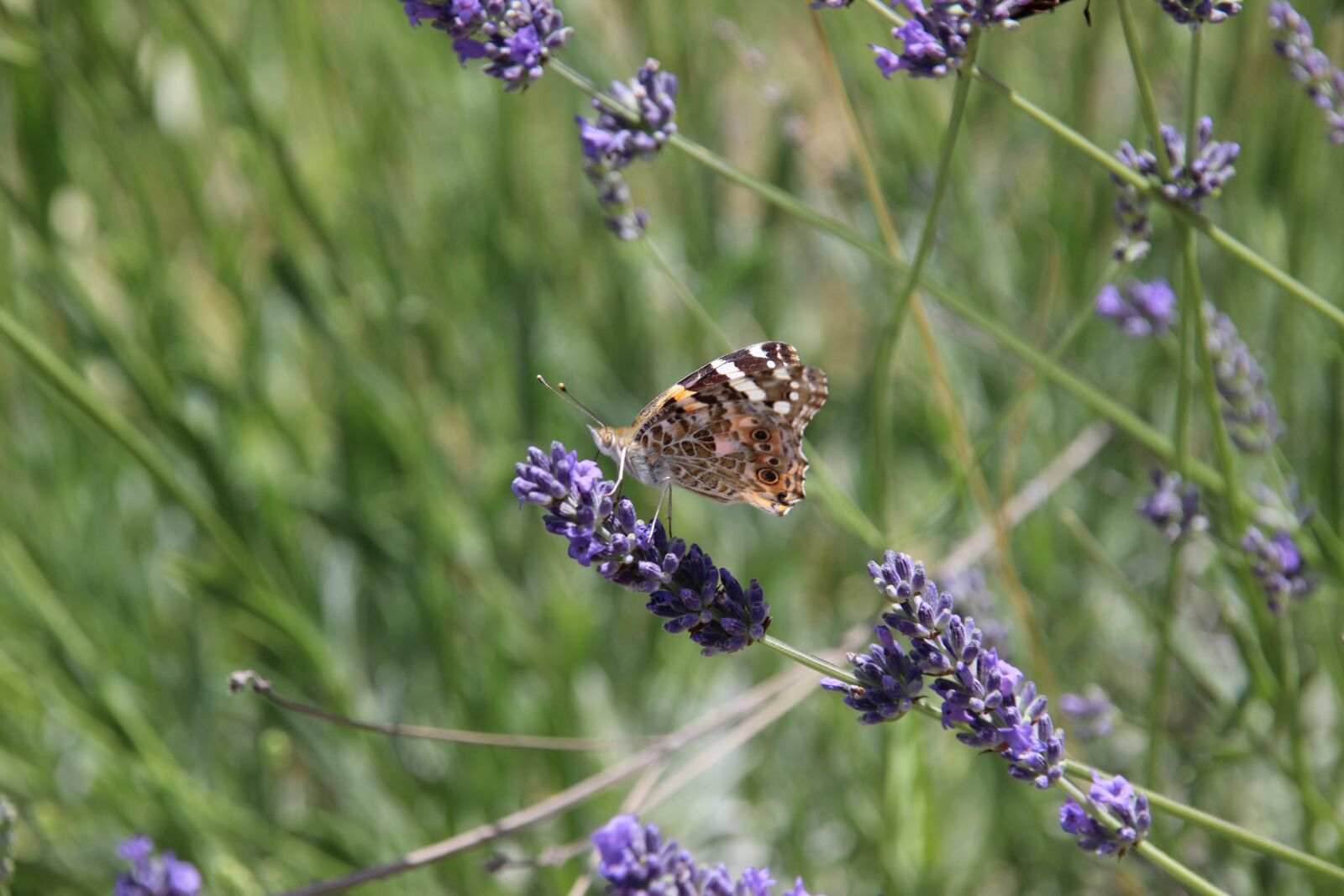 Canon EOS 600D (Rebel EOS T3i / EOS Kiss X5) sample photo. Nature, flower, plant photography