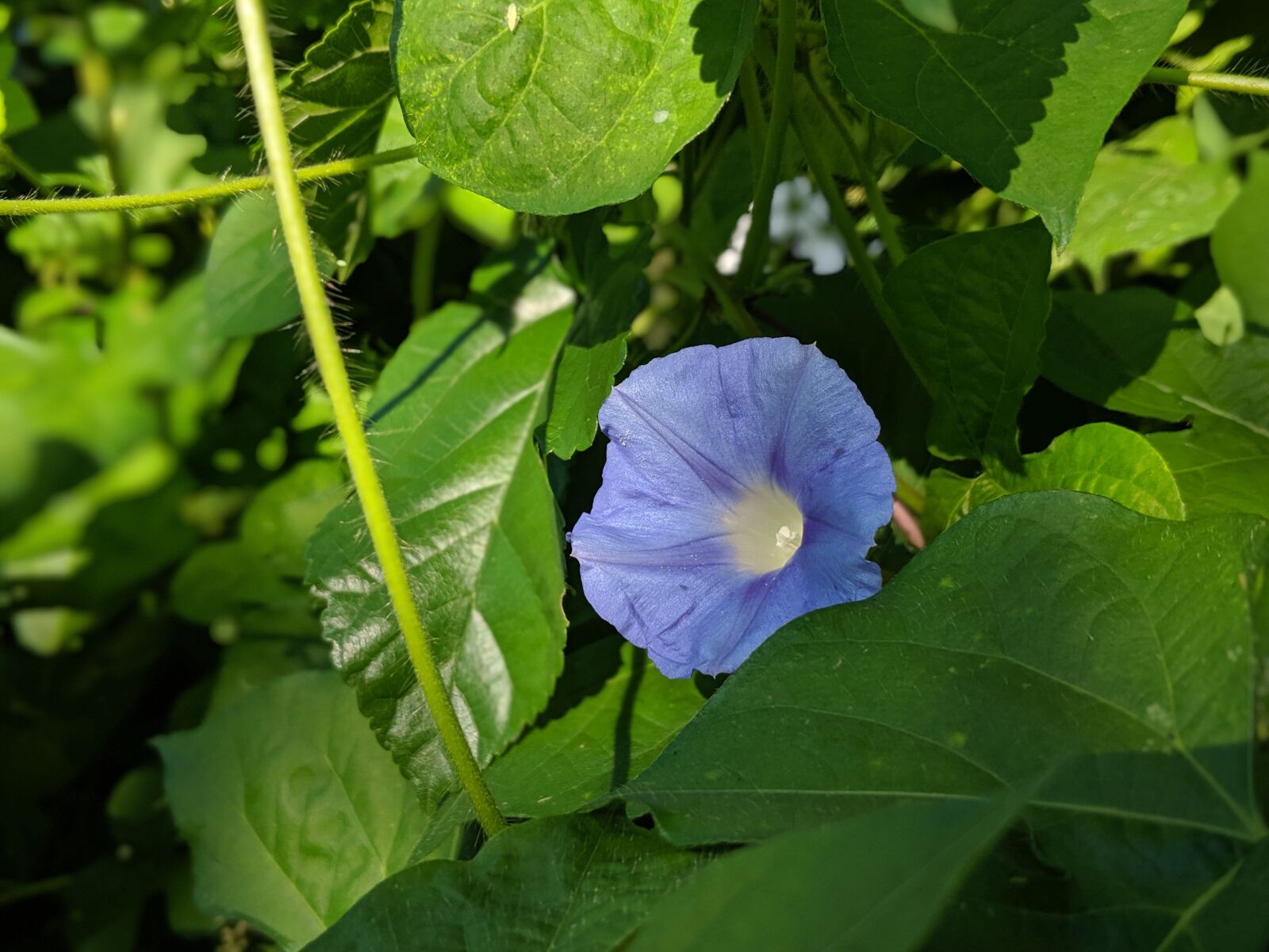 Google Pixel 2 sample photo. Morning glory, flower, blossom photography