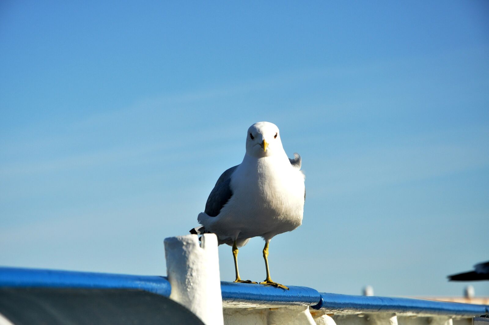 Nikon D90 sample photo. Seagull, blue-sky, blue photography