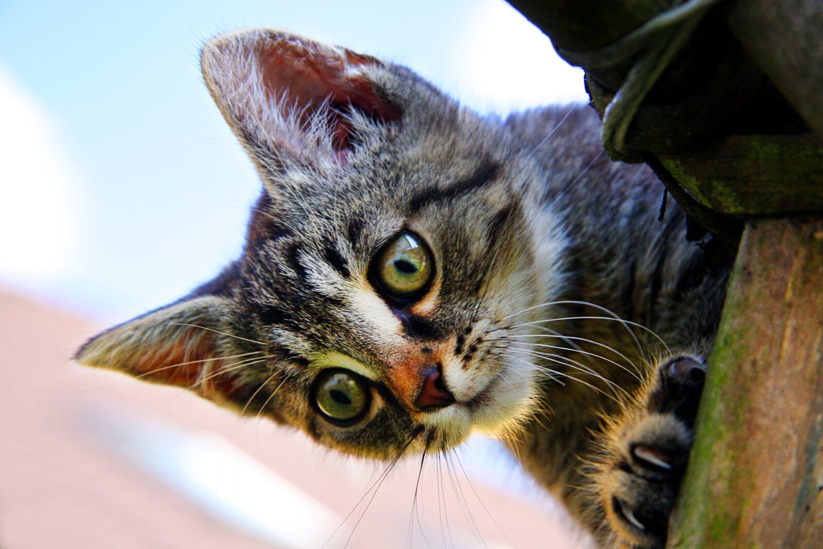 Canon EOS 40D sample photo. Cat, kitten, head photography