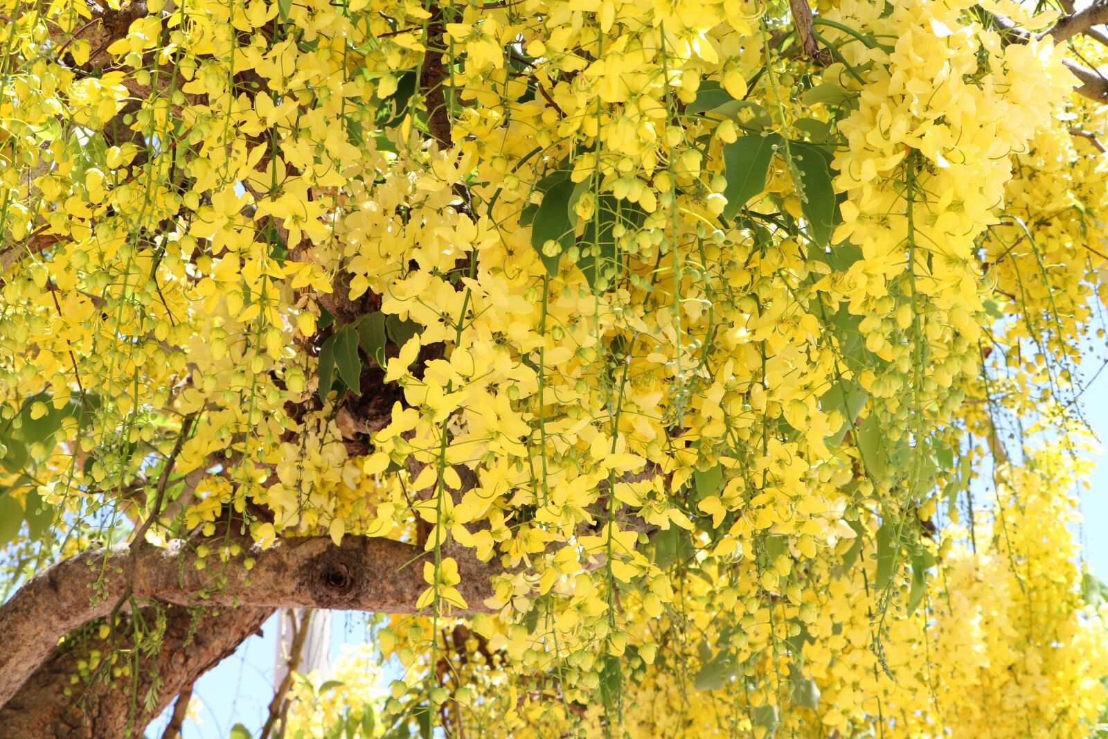 Canon EF-S 18-135mm F3.5-5.6 IS USM sample photo. Flowers, yellow, flowering photography