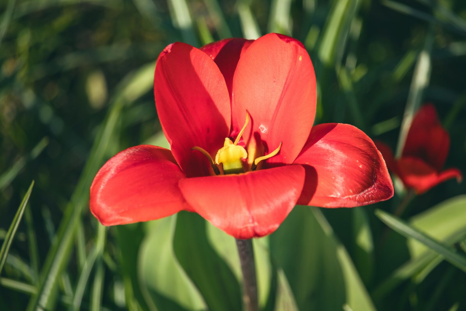 Canon EF-S 55-250mm F4-5.6 IS STM sample photo. Tulip, flower, plant photography