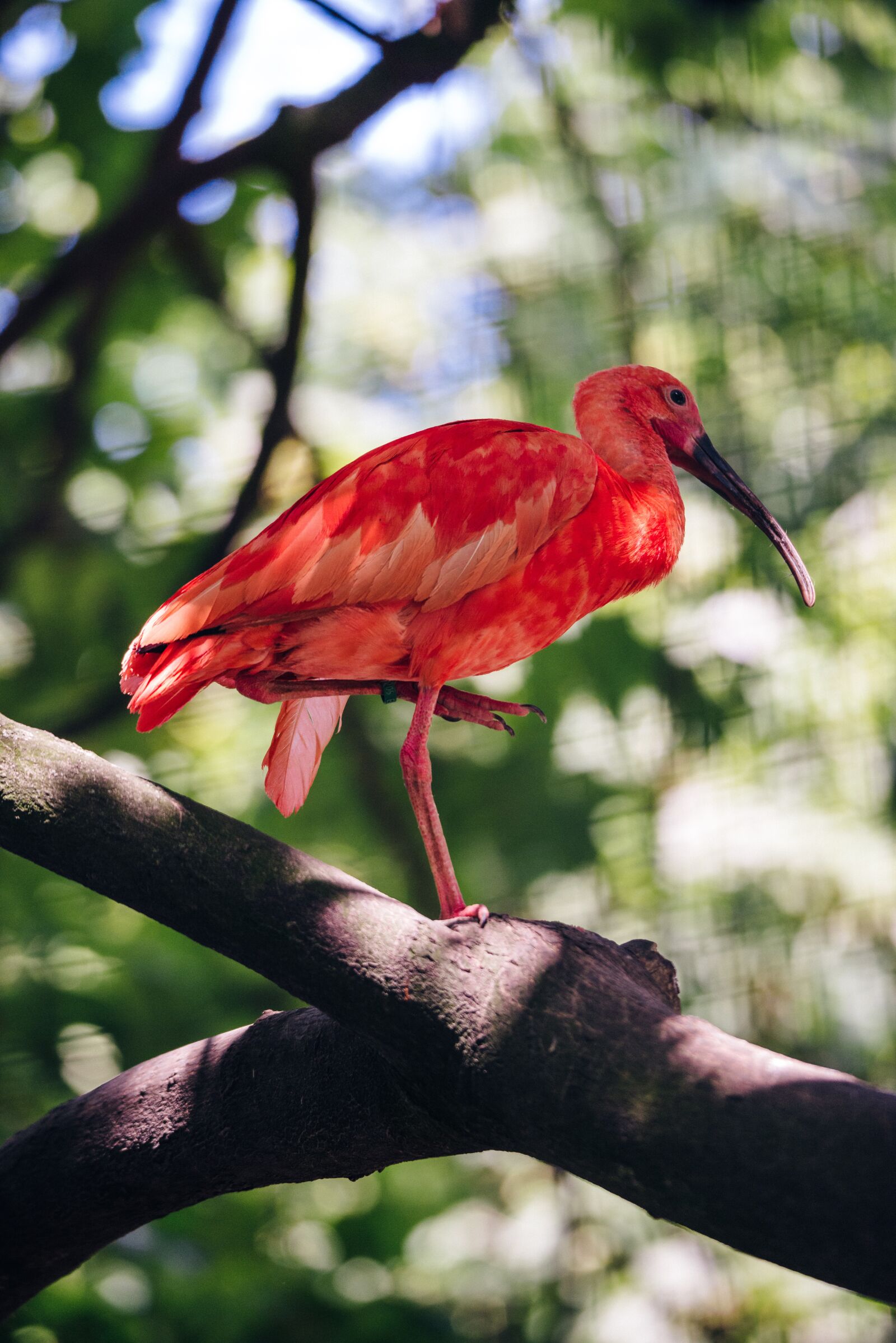 Nikon D800 sample photo. Bird, red, dzungla photography