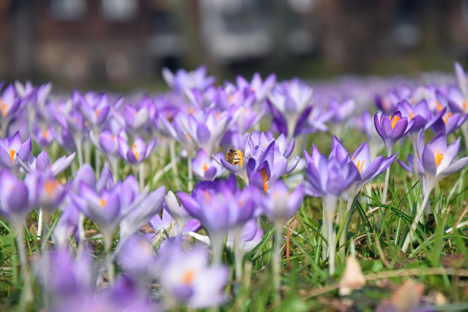 Nikon D3300 sample photo. Crocus, spring, purple photography