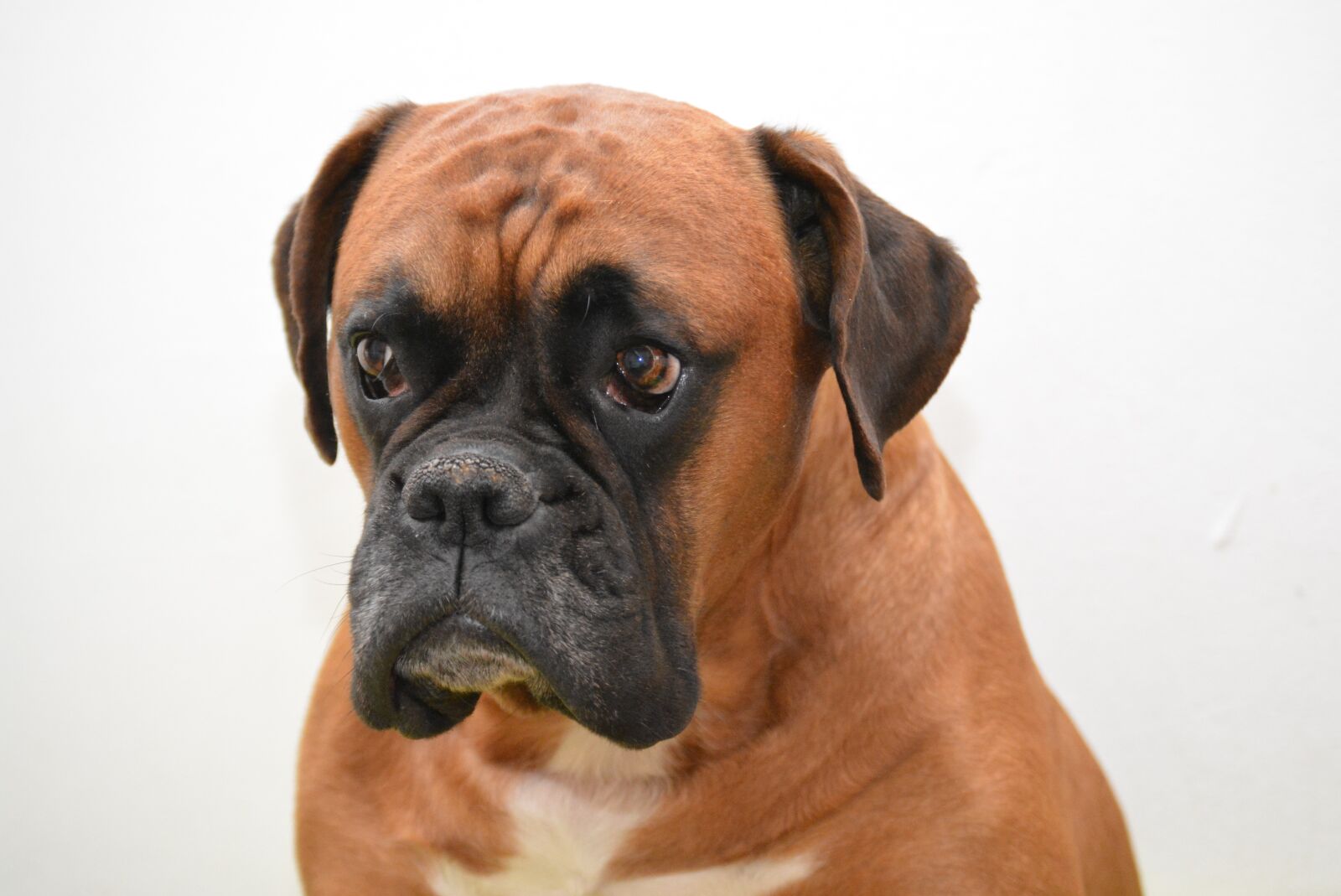 Nikon D5200 sample photo. Boxer, dog, animal portrait photography