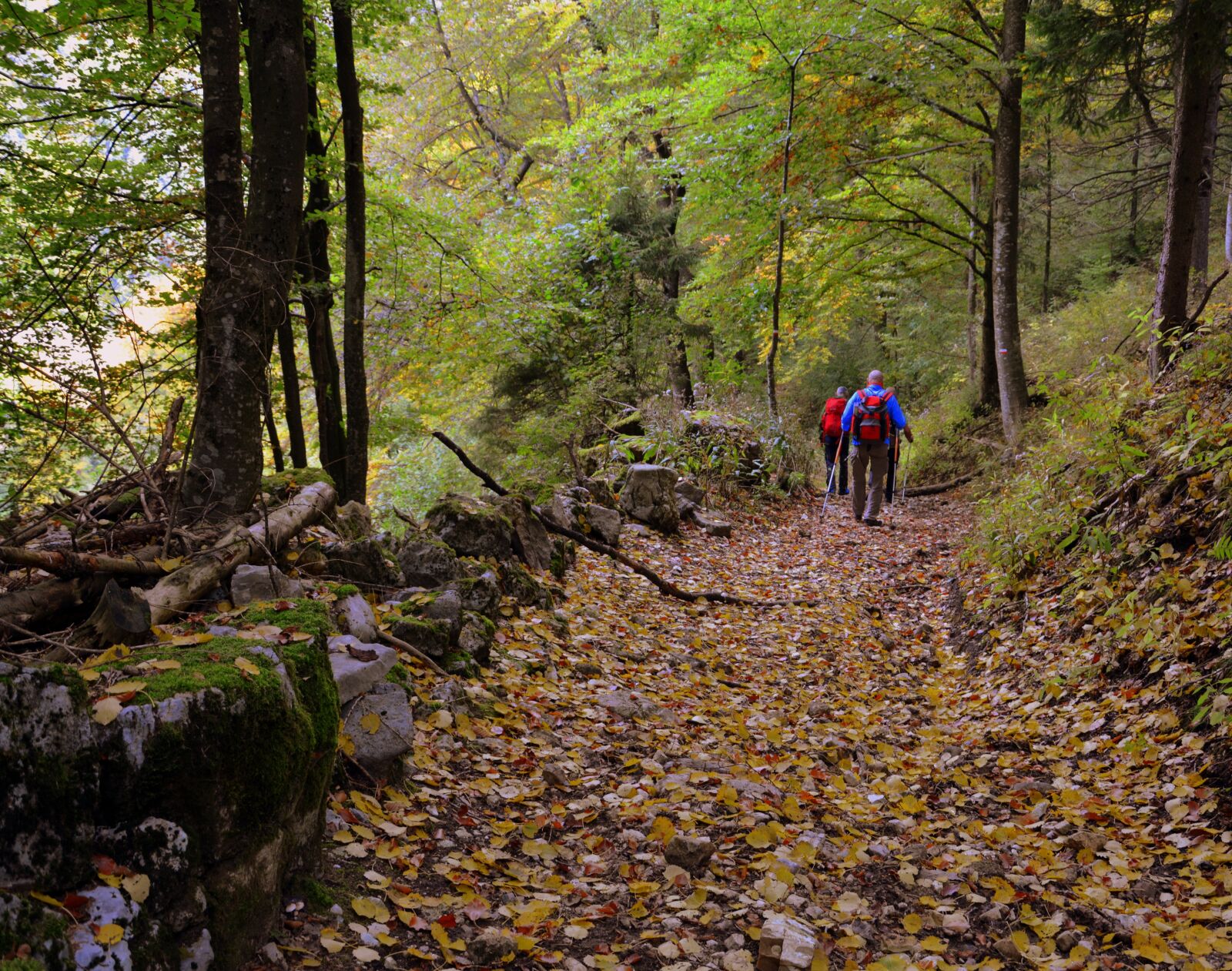 Nikon D7100 sample photo. Excursion, forest, autumn photography
