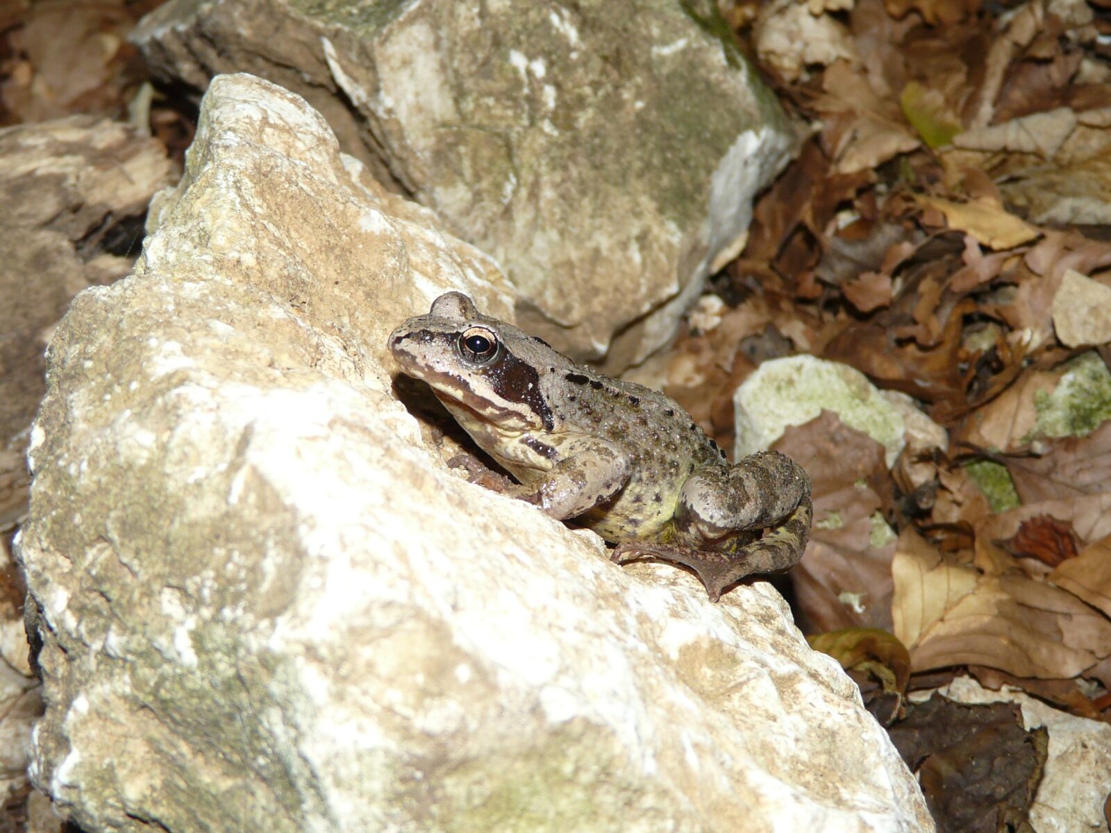 Panasonic DMC-FZ18 sample photo. Nature, frog, animal photography
