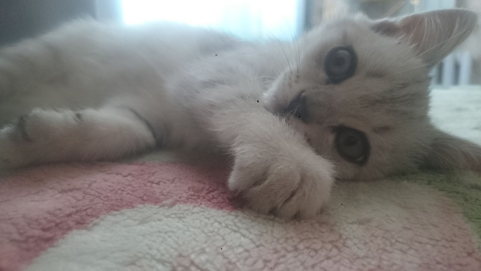 Sony Xperia Z1 sample photo. Animals, cat, pet photography